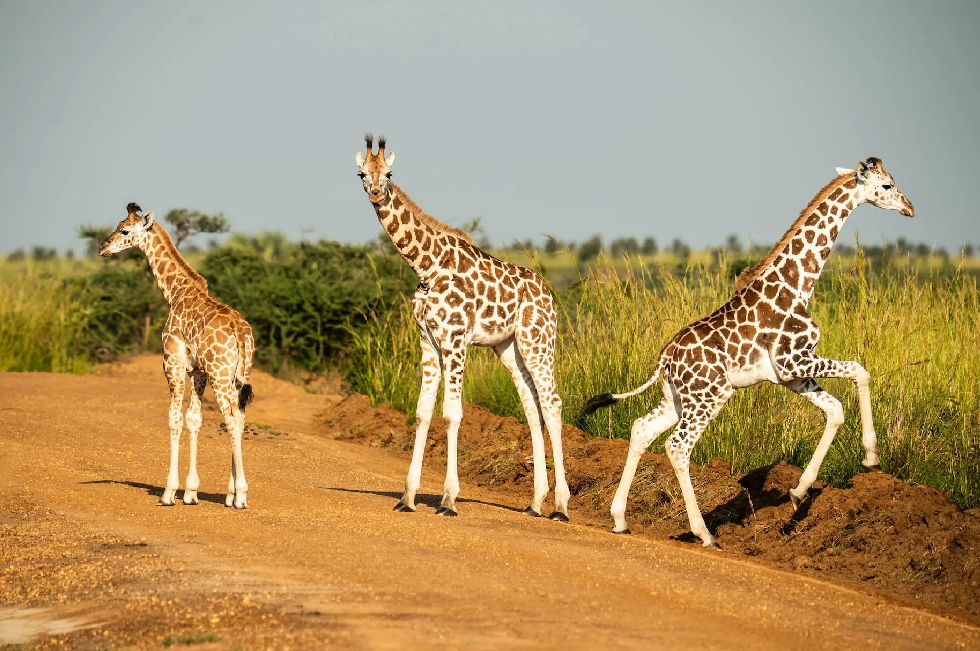 6 Days Queen Elizabeth and Murchison Falls Safari Attraction
