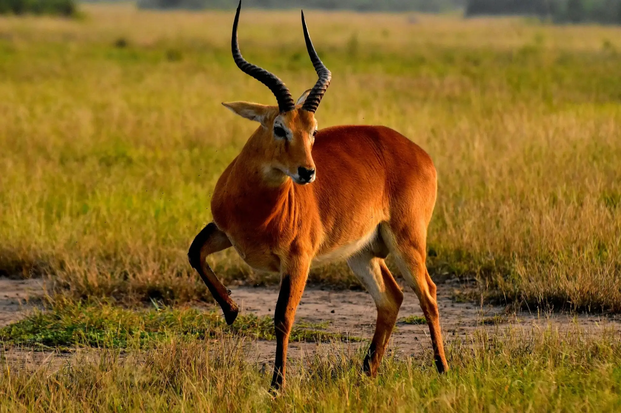 6 Days Queen Elizabeth and Murchison Falls Safari Attraction