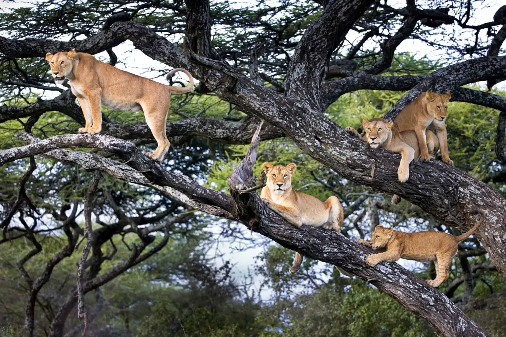 6 Days Queen Elizabeth and Murchison Falls Safari Attraction
