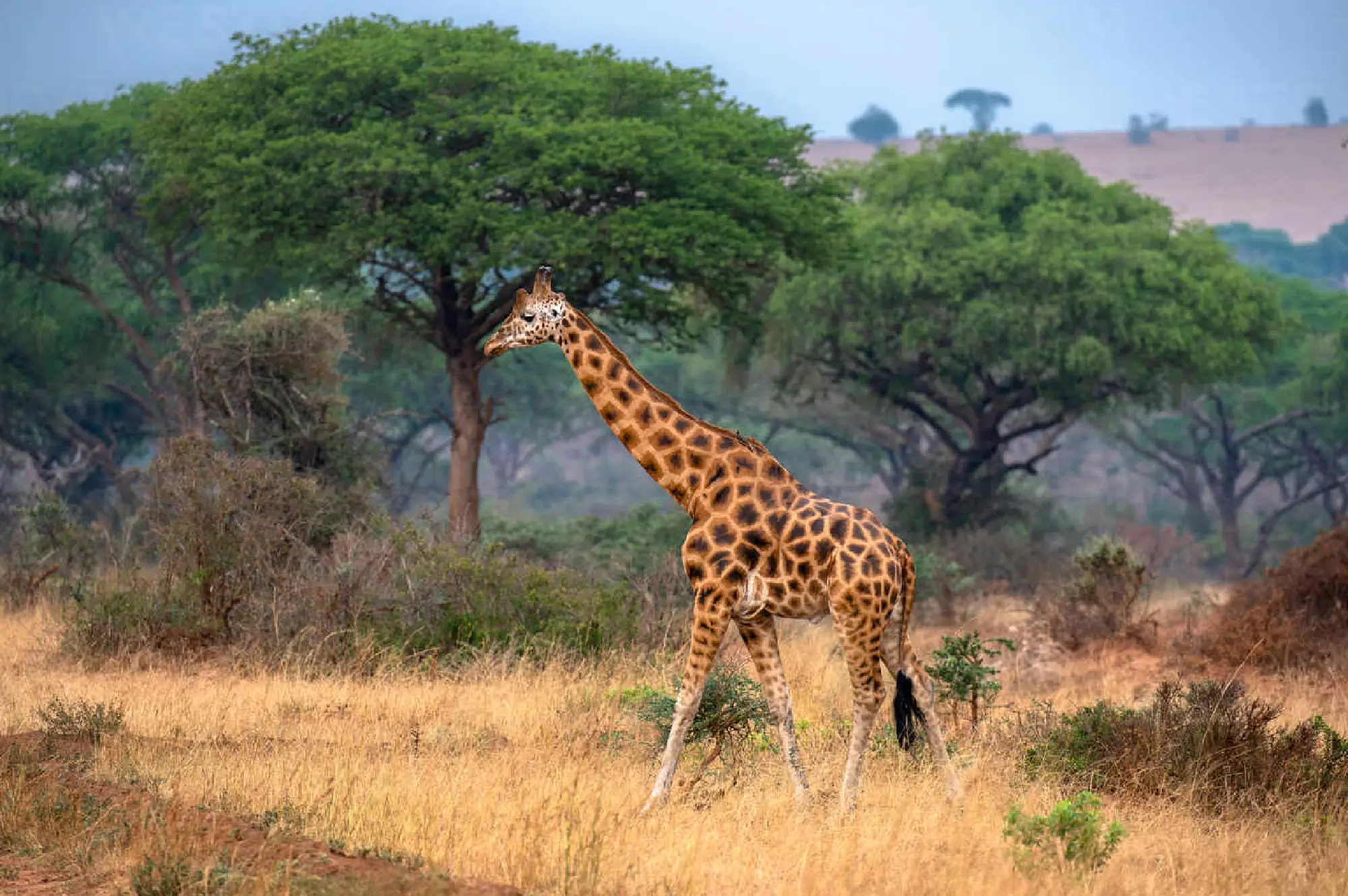 6 Days Uganda Luxury Safari Attractions