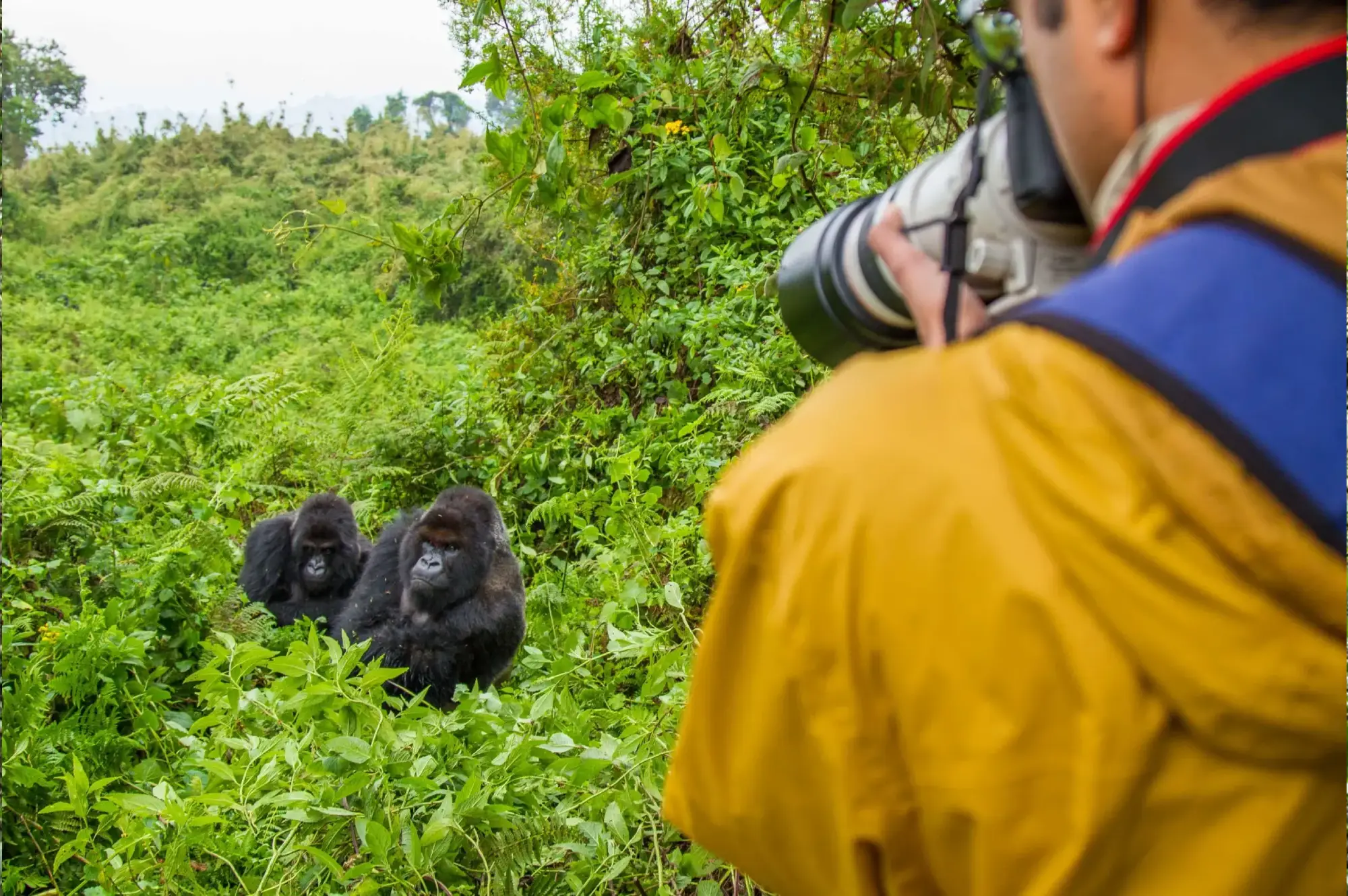 7 Days Chimps and Gorillas Safari Attractions