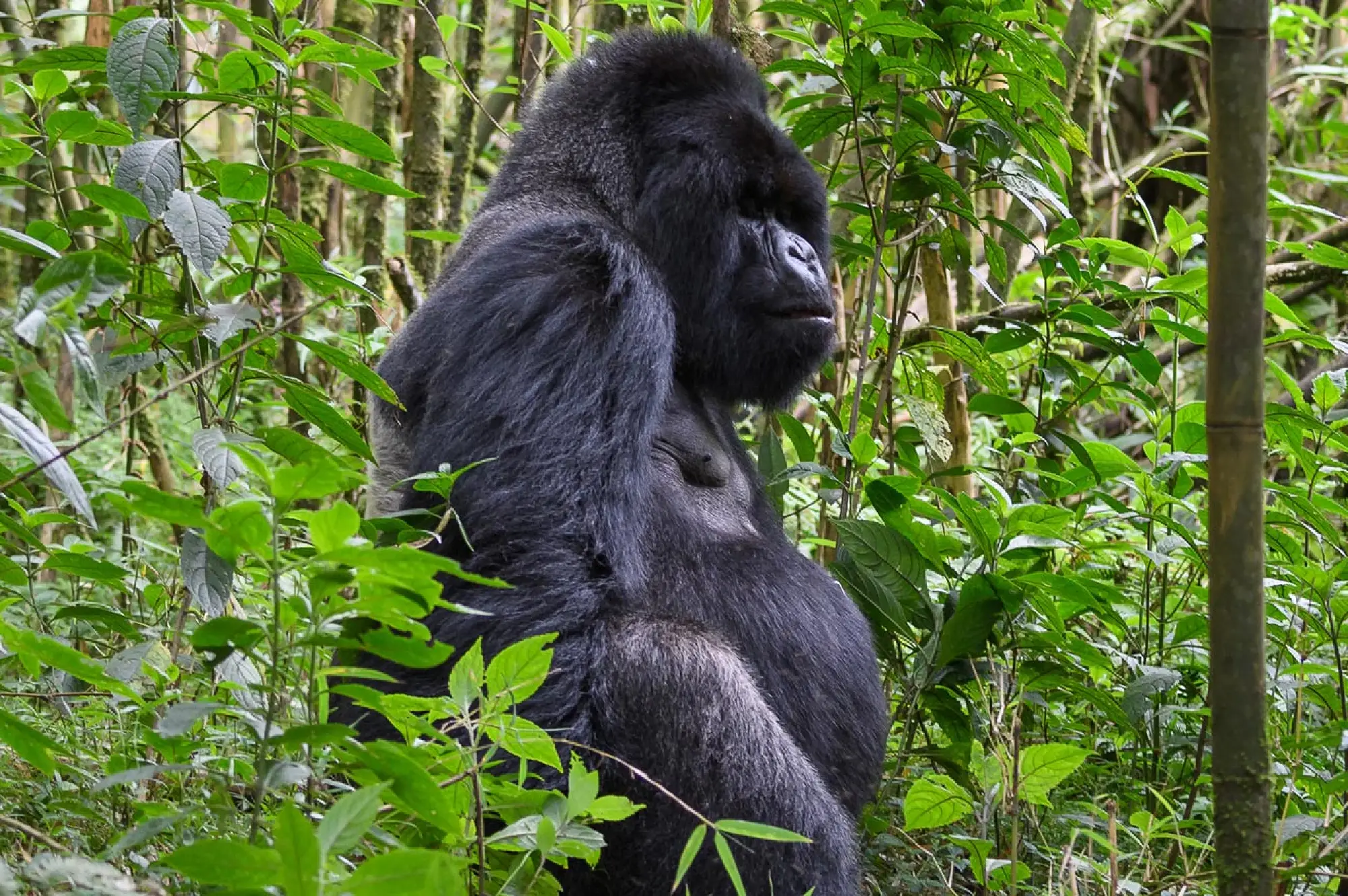 7 Days Chimps and Gorillas Safari Attractions