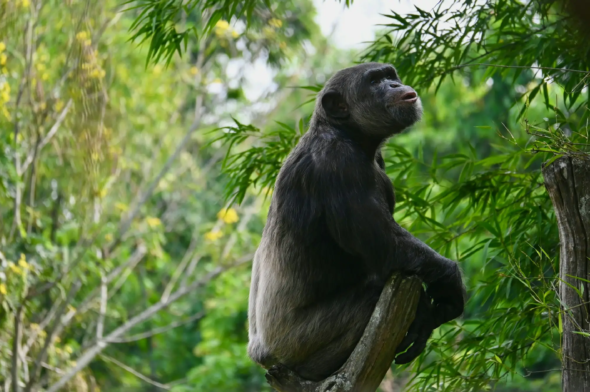 7 Days Chimps and Gorillas Safari Attractions
