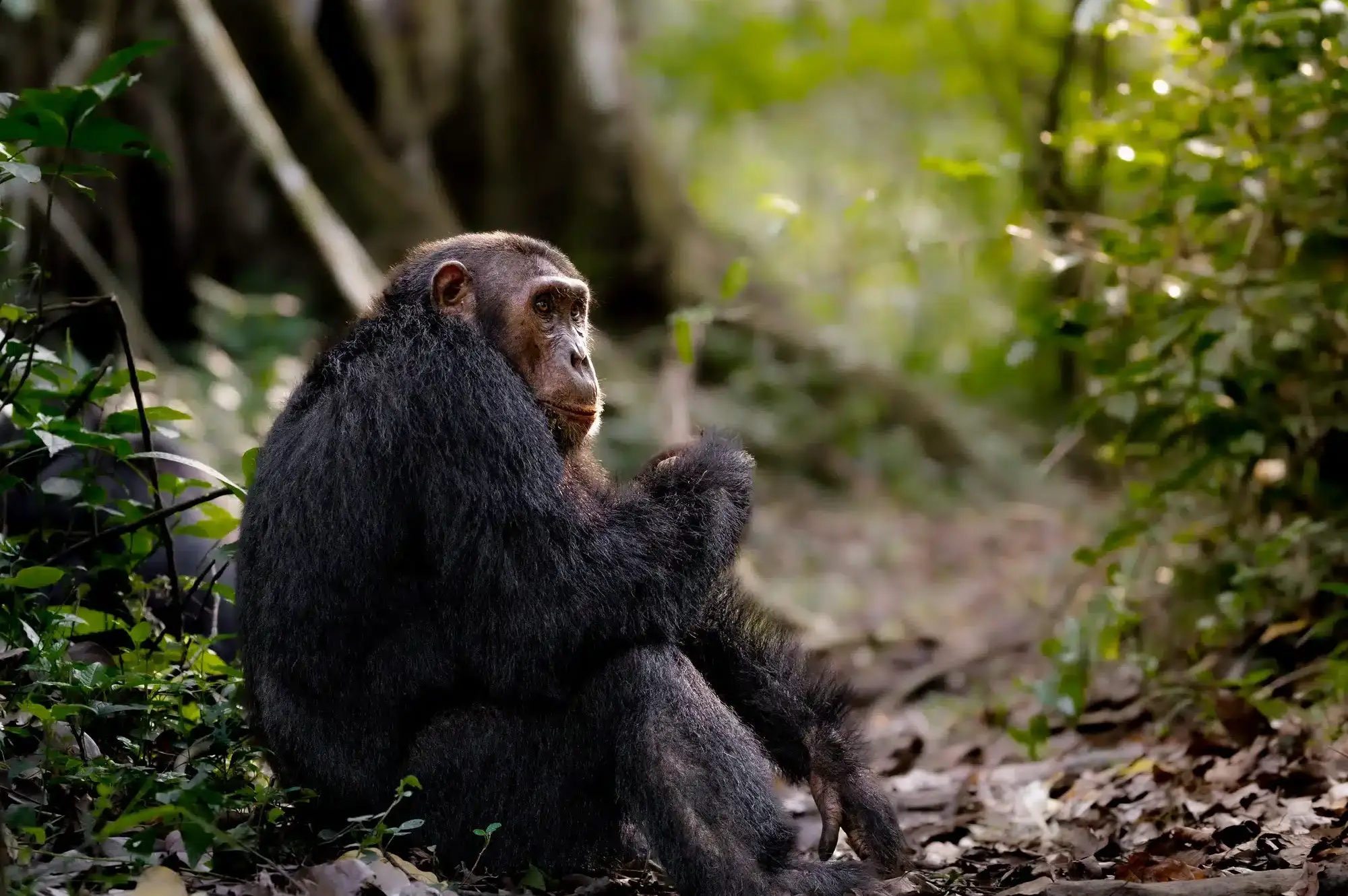 7 Days Queen Kyambura Gorge Safari in Uganda Attraction