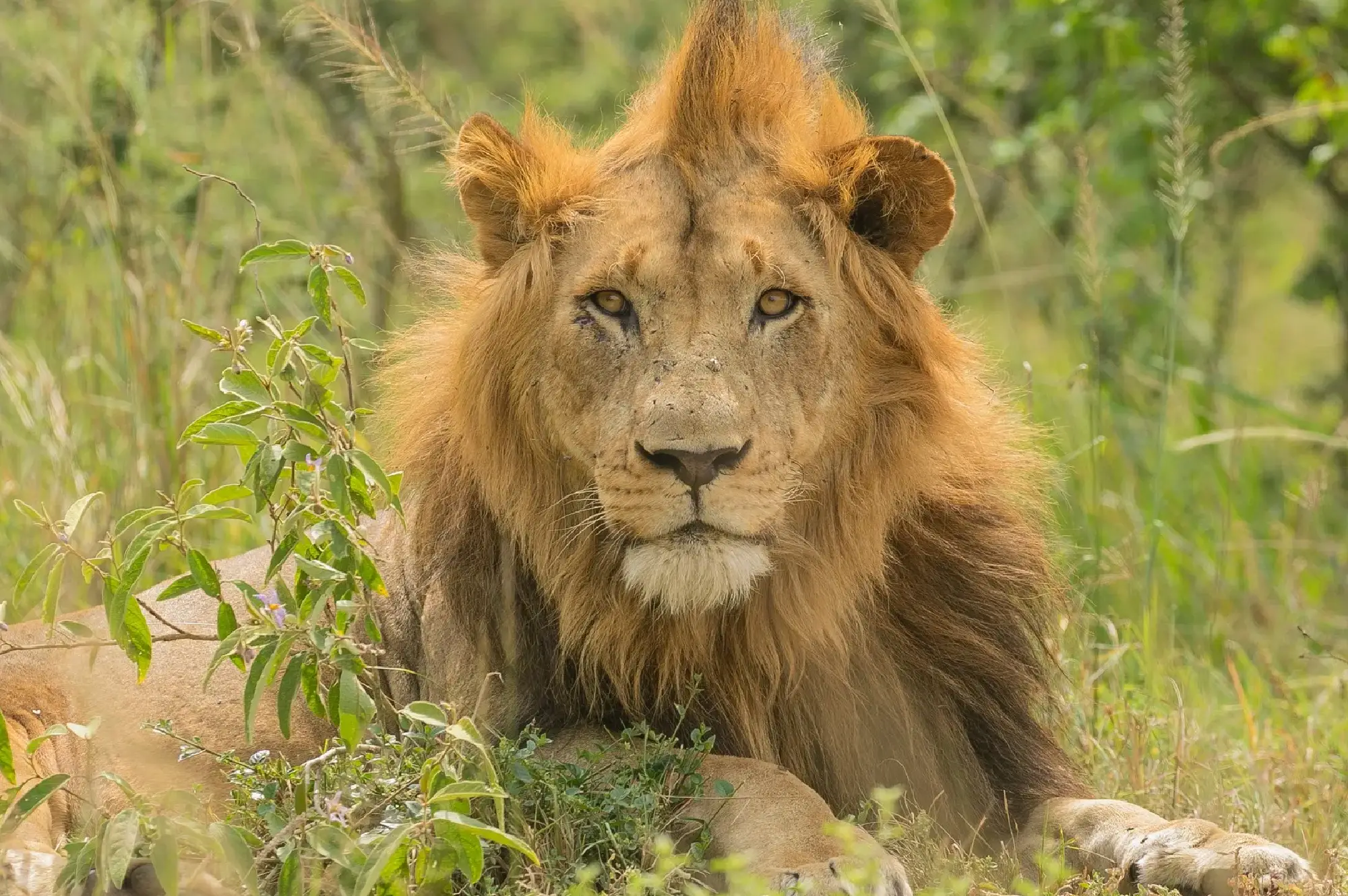 7 Days Queen Kyambura Gorge Safari in Uganda Attraction