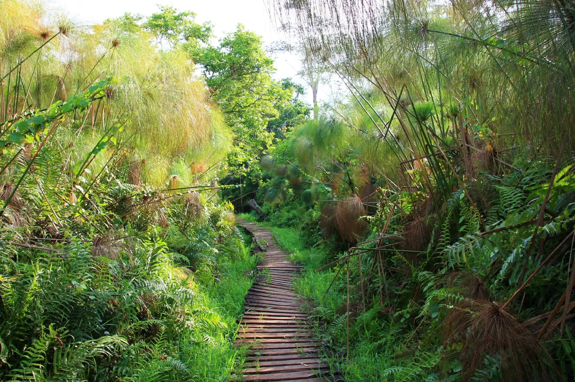 7 Days Queen Kyambura Gorge Safari in Uganda Attraction