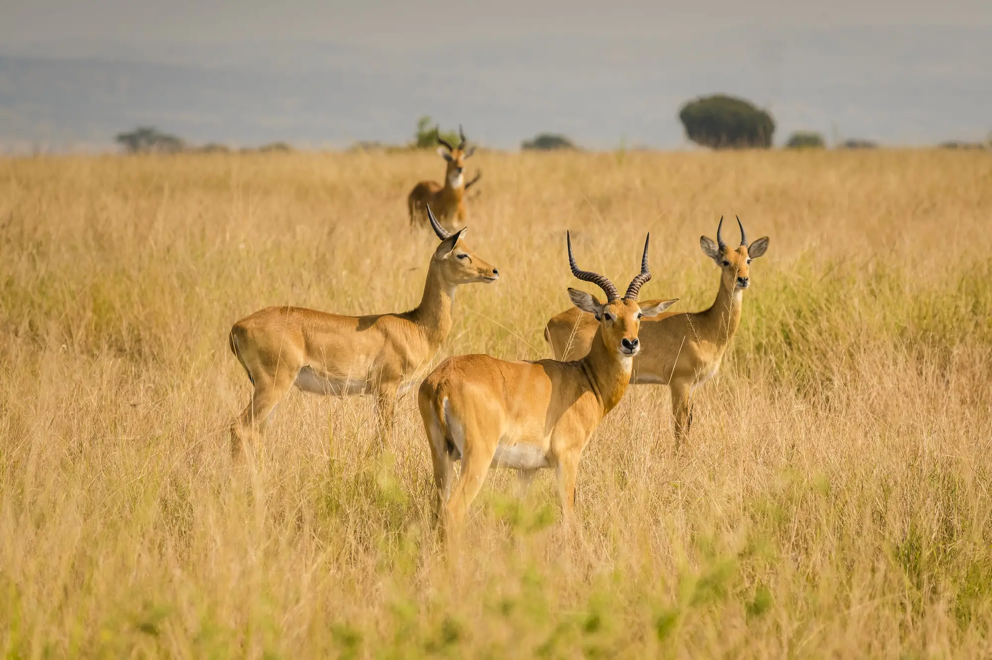7 Day Uganda Kibiro Camping Safari Attraction