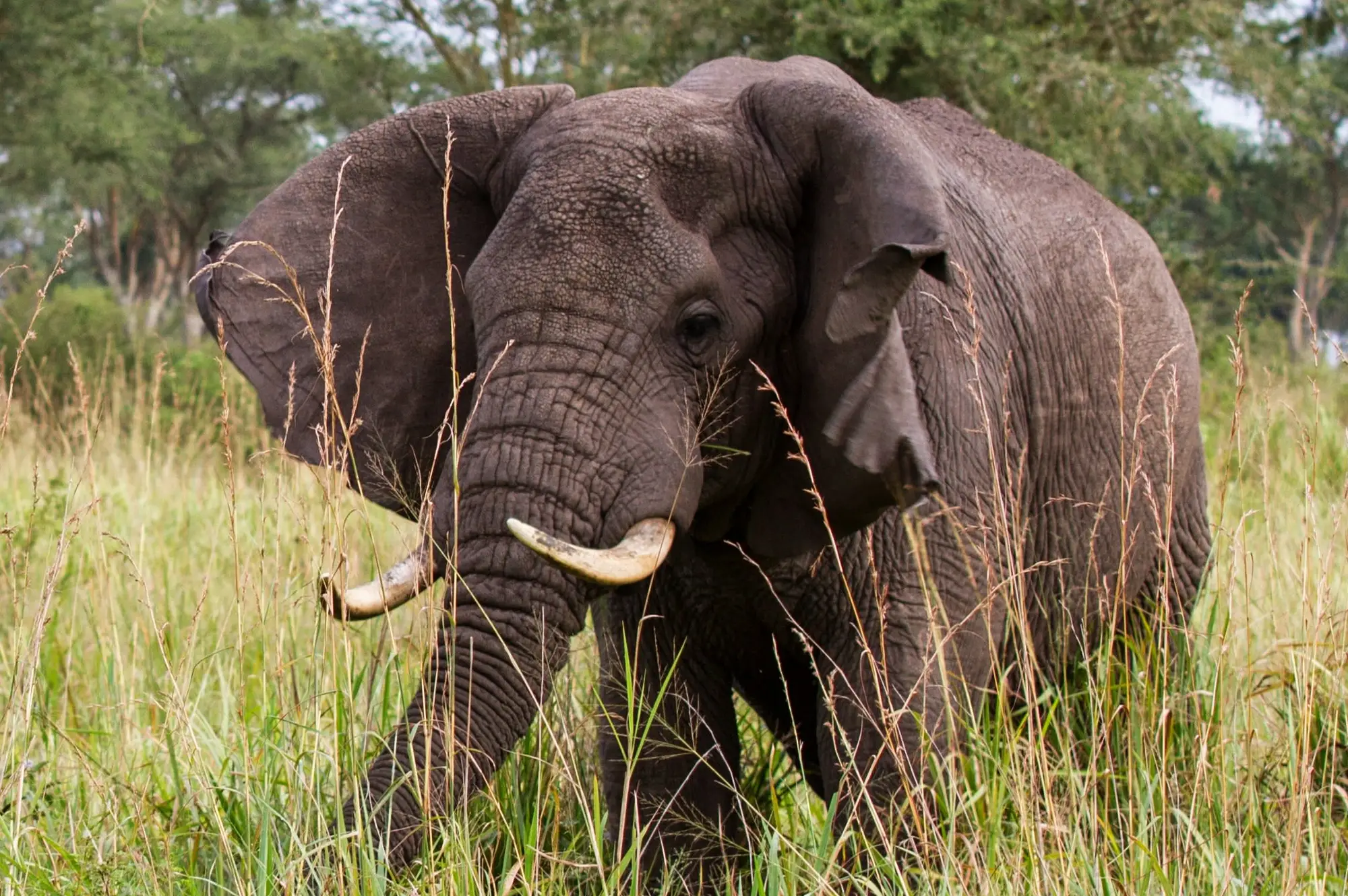 7 Day Uganda Kibiro Camping Safari Attraction