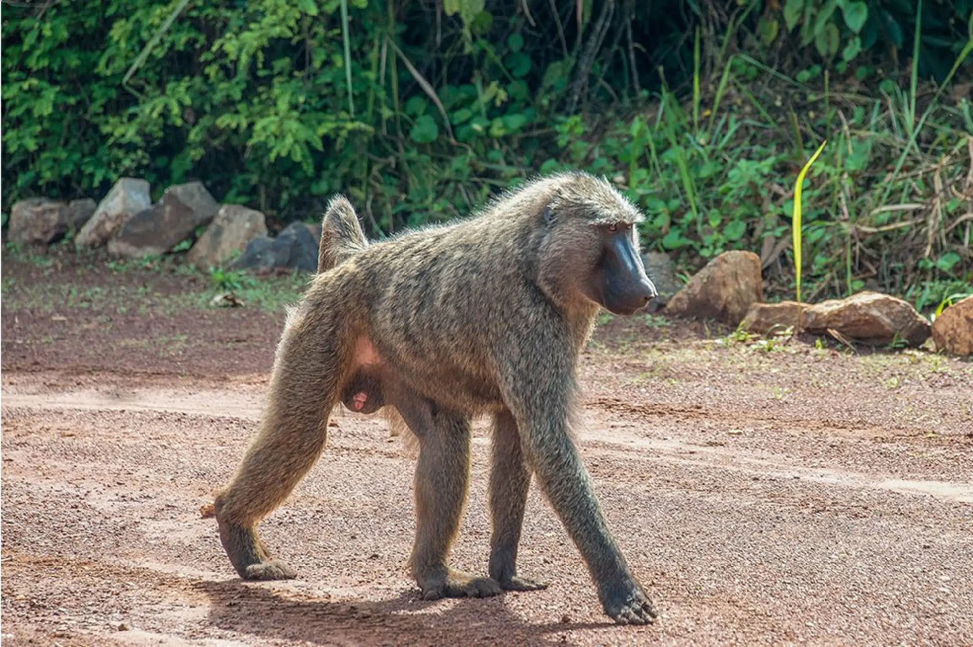 7 Days Uganda Primates Adventure Attractions
