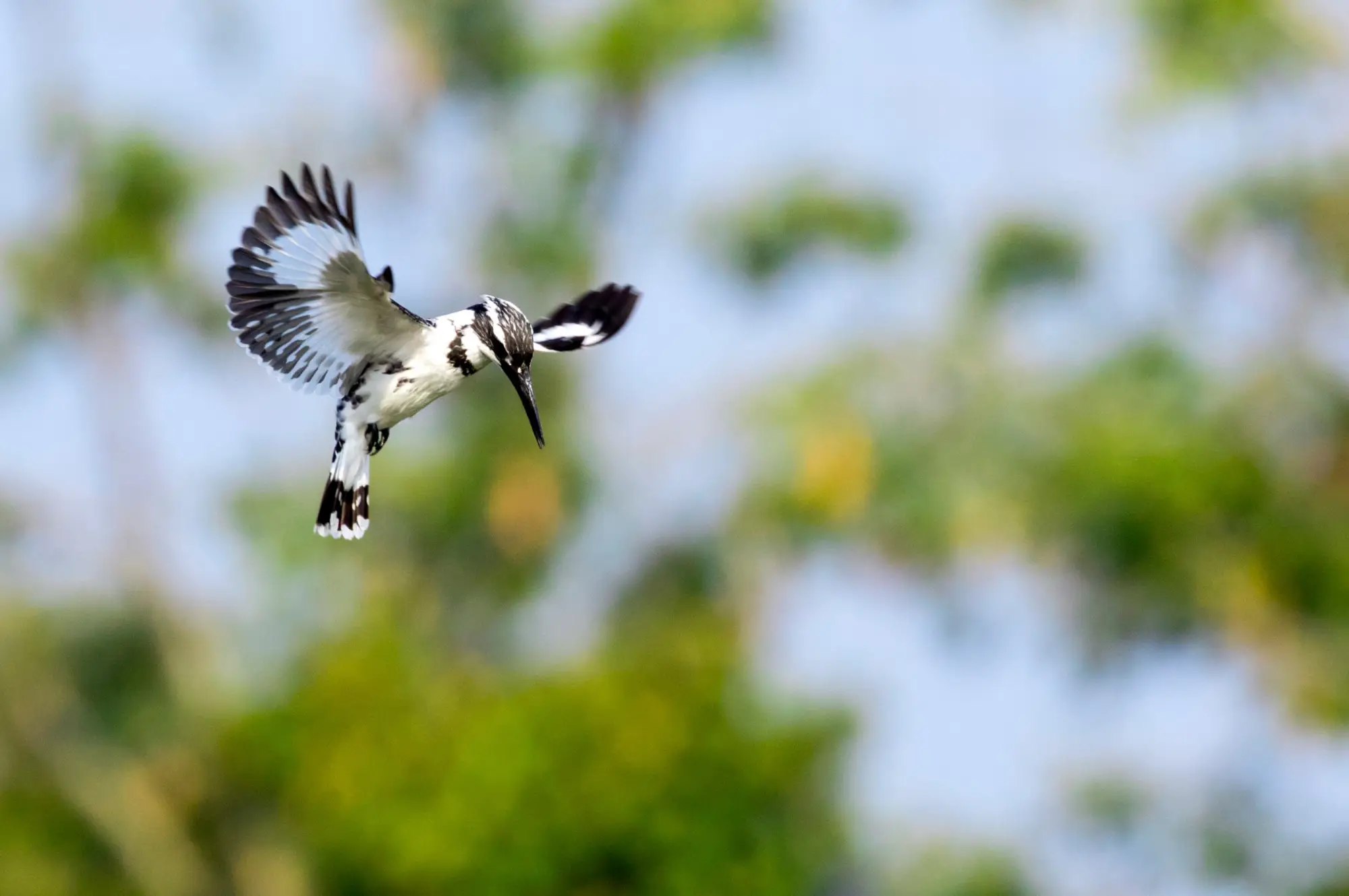 8 Days Birding Safari: Exploring the Rich Avian Diversity Attraction
