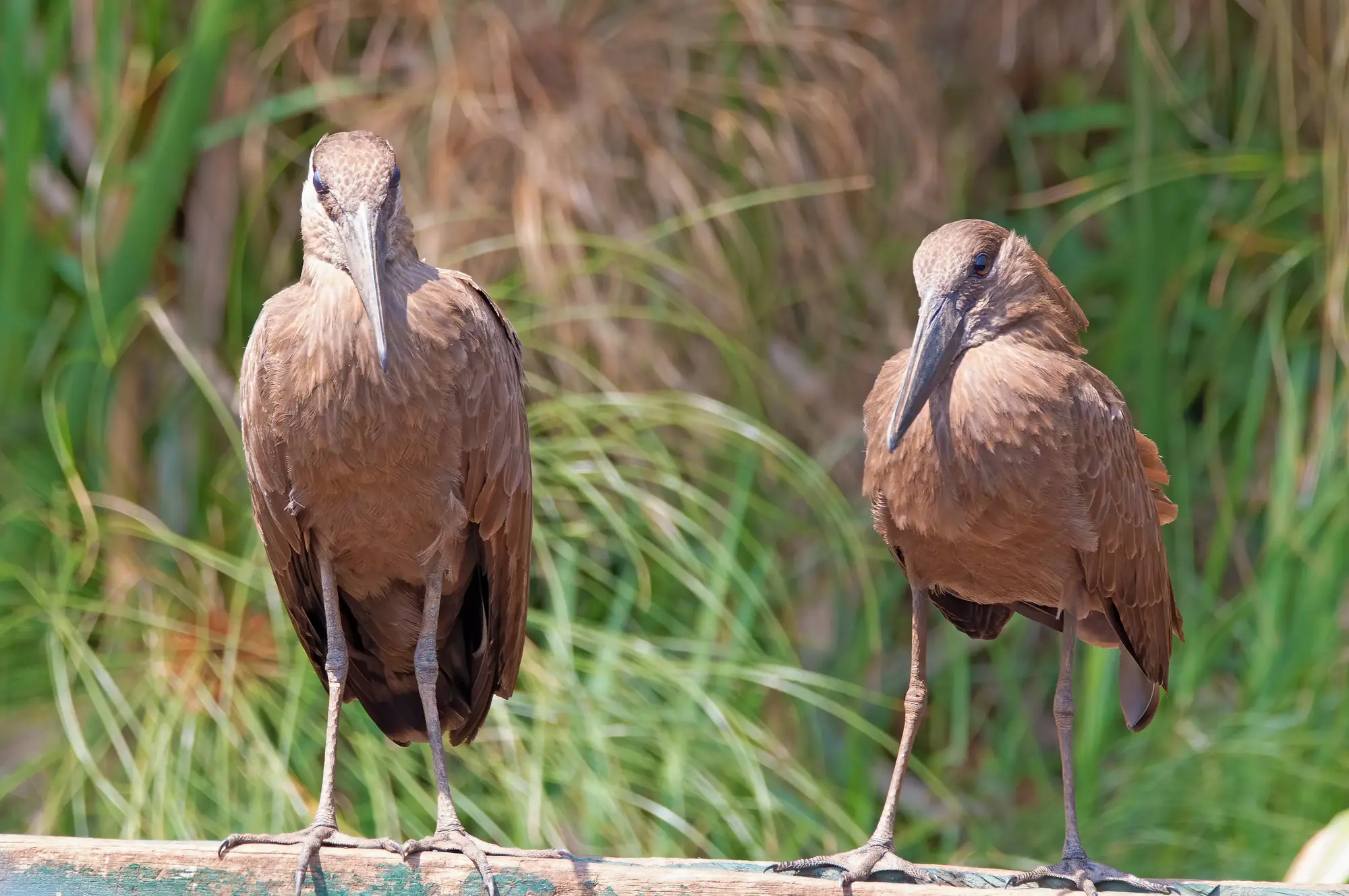 8 Days Birding Safari: Exploring the Rich Avian Diversity Attraction