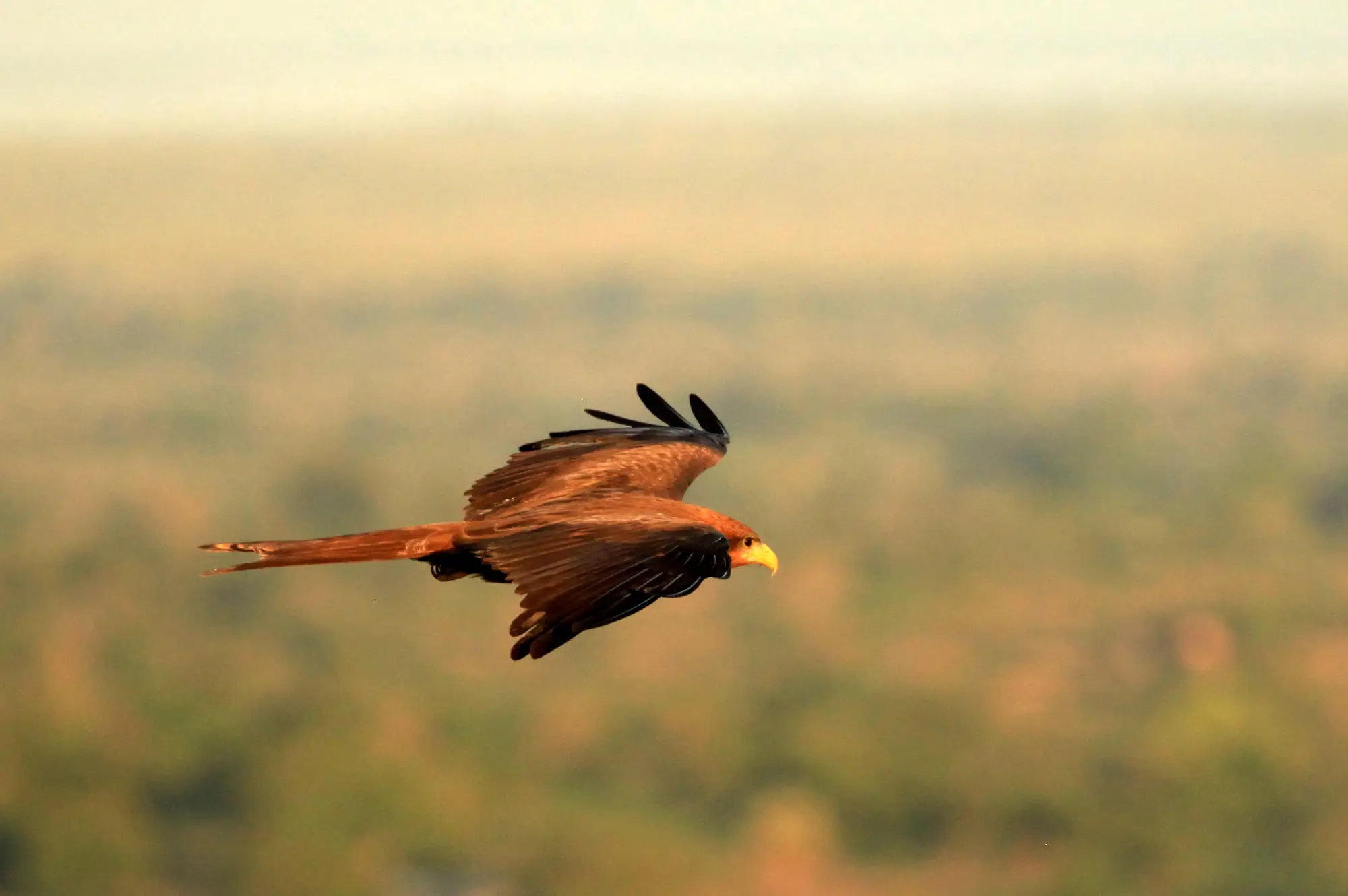 8 Days Birding Safari: Exploring the Rich Avian Diversity Attraction