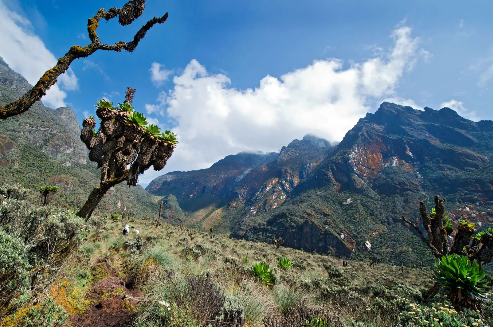 9 Days Climbing Expedition Majestic Rwenzori Attractions