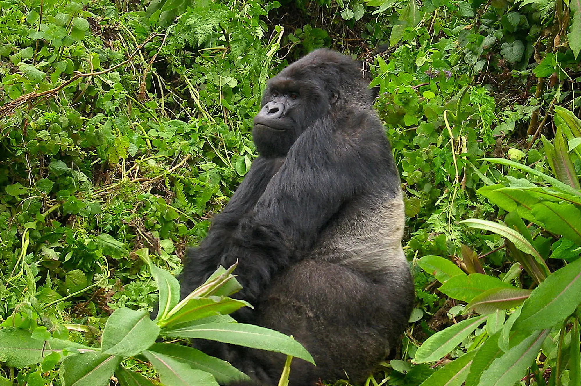9 Days Uganda Wildlife Luxury Safari Attractions