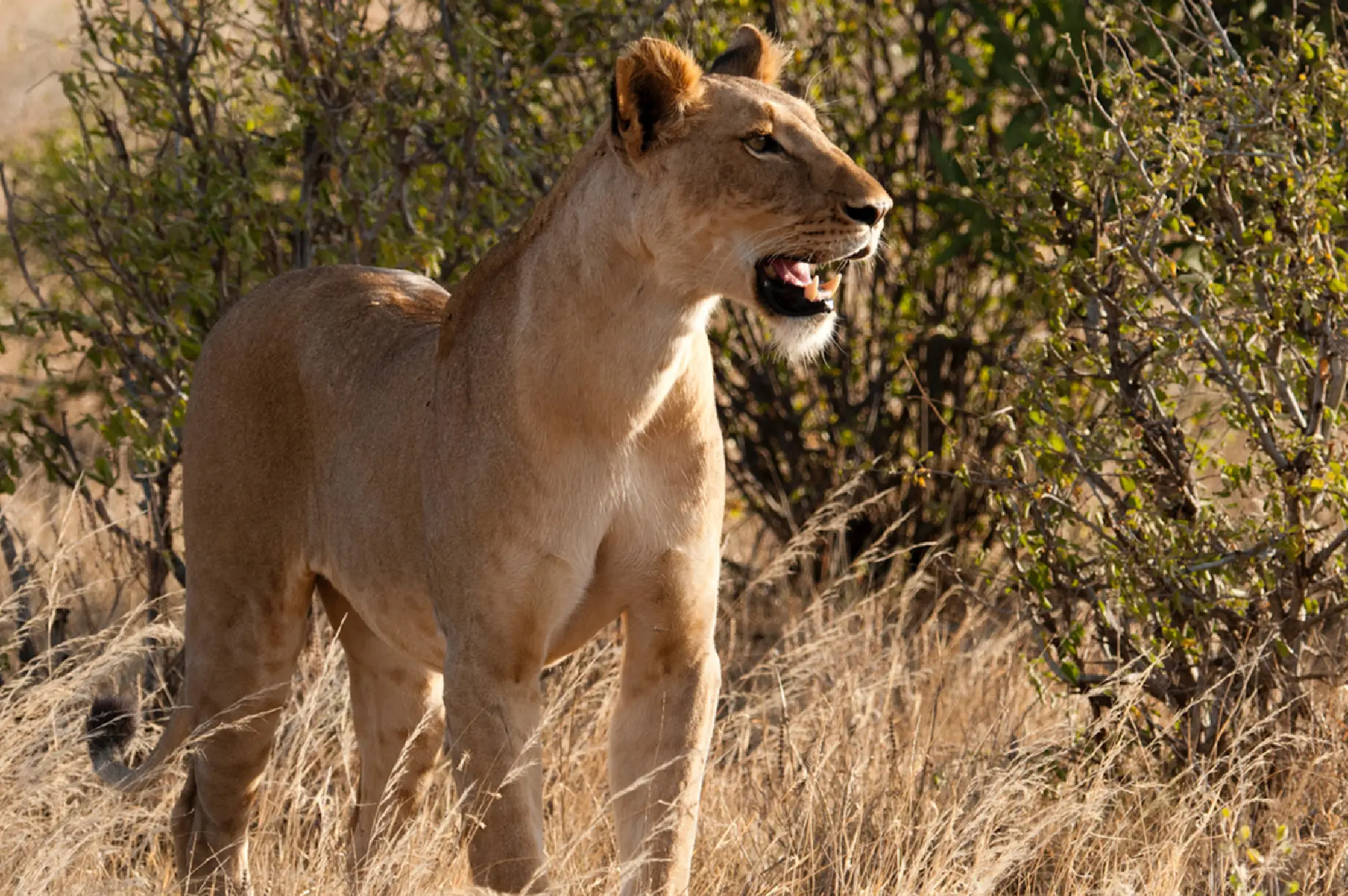 Samburu Game Reserve Attractions