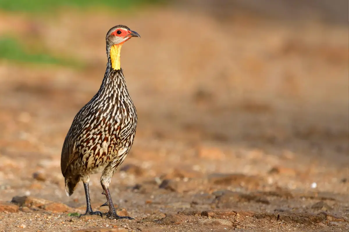 Tarangire National Park Attractions