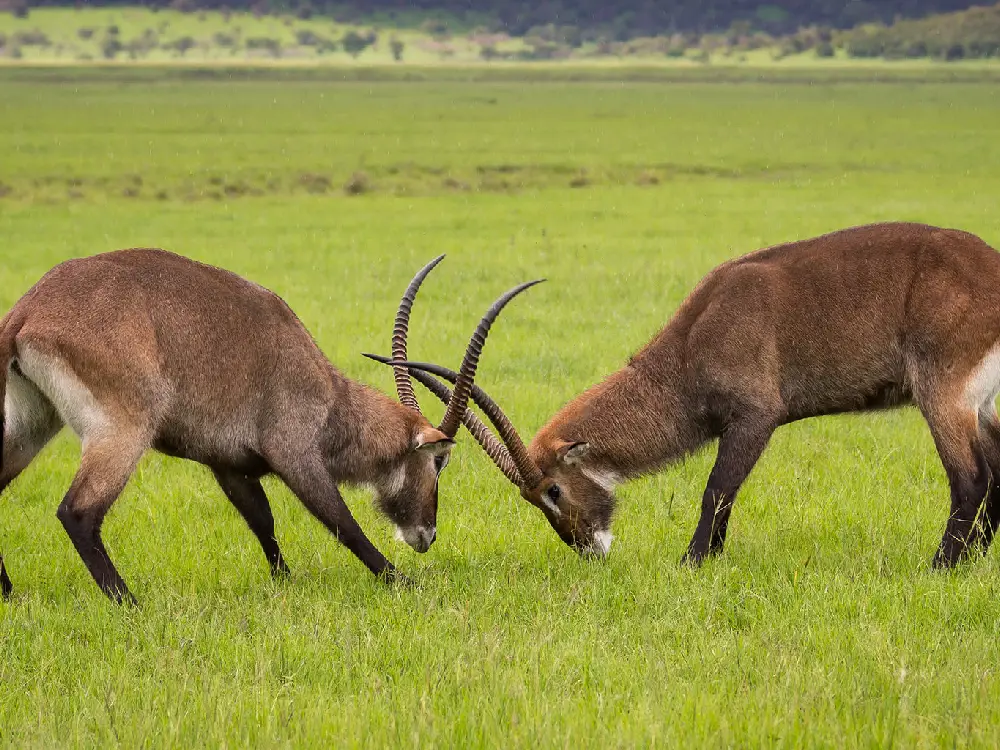 Akagera National Park Attractions