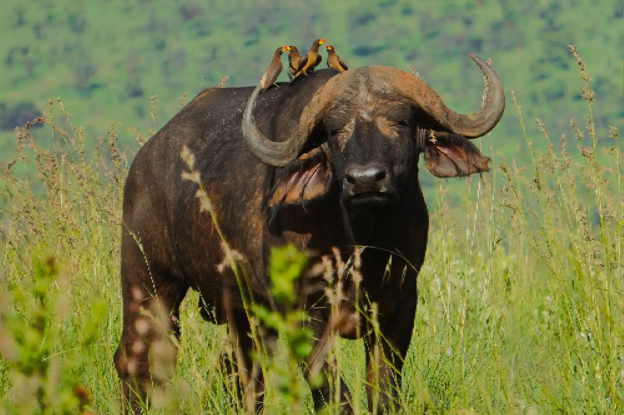 Akagera National Park Attractions