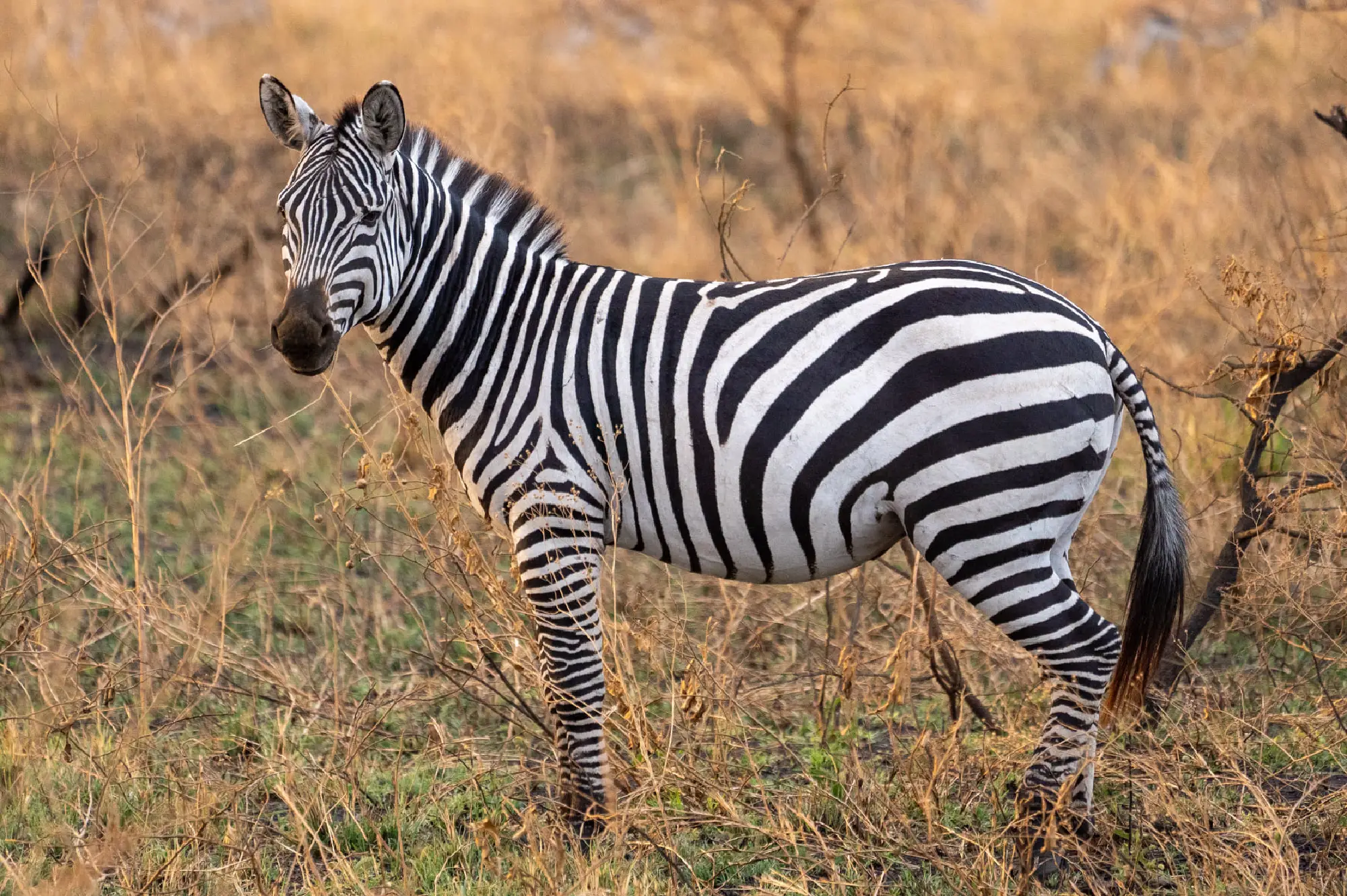 Akagera National Park Attractions