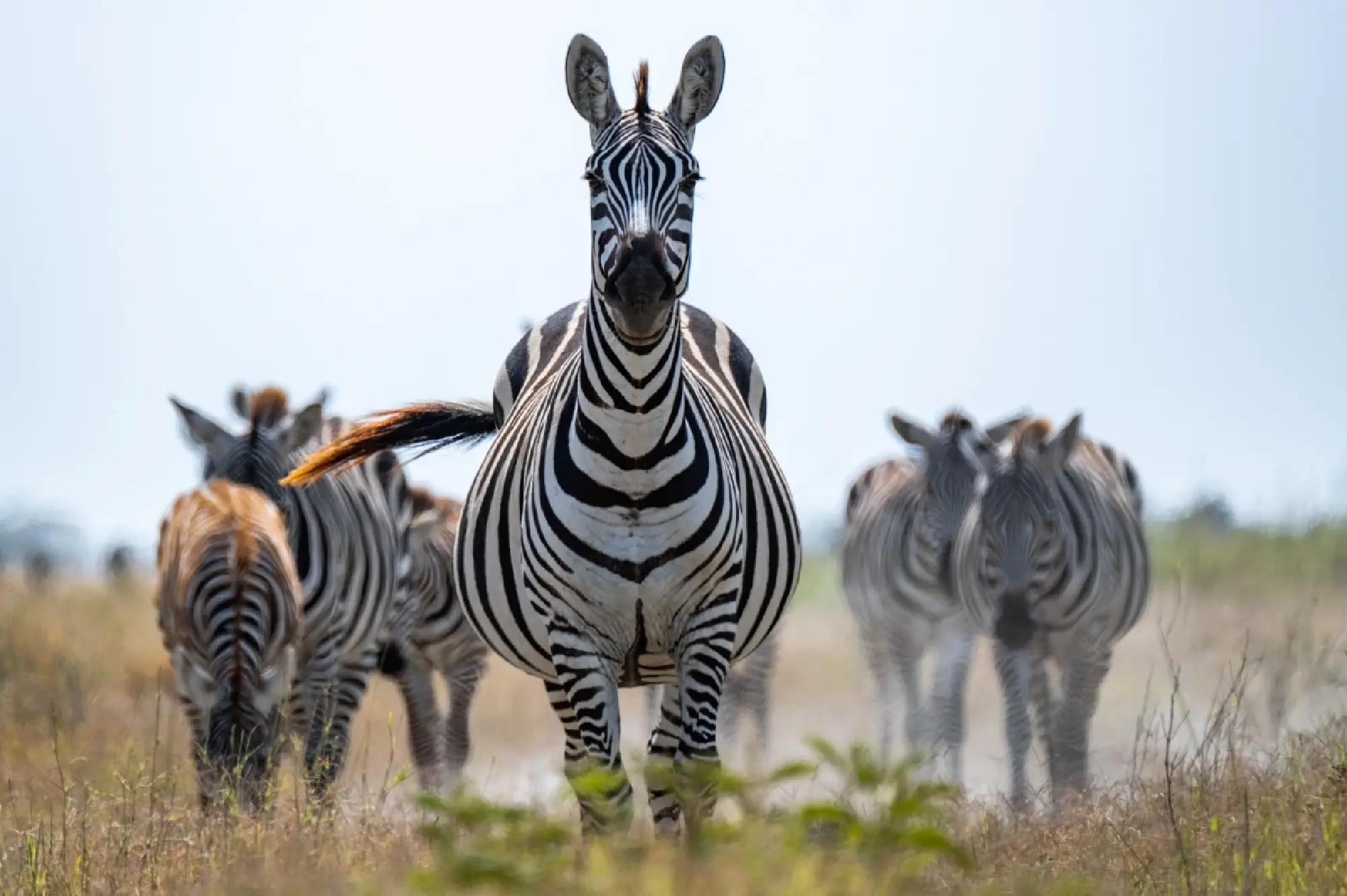 Amboseli National Park Attractions