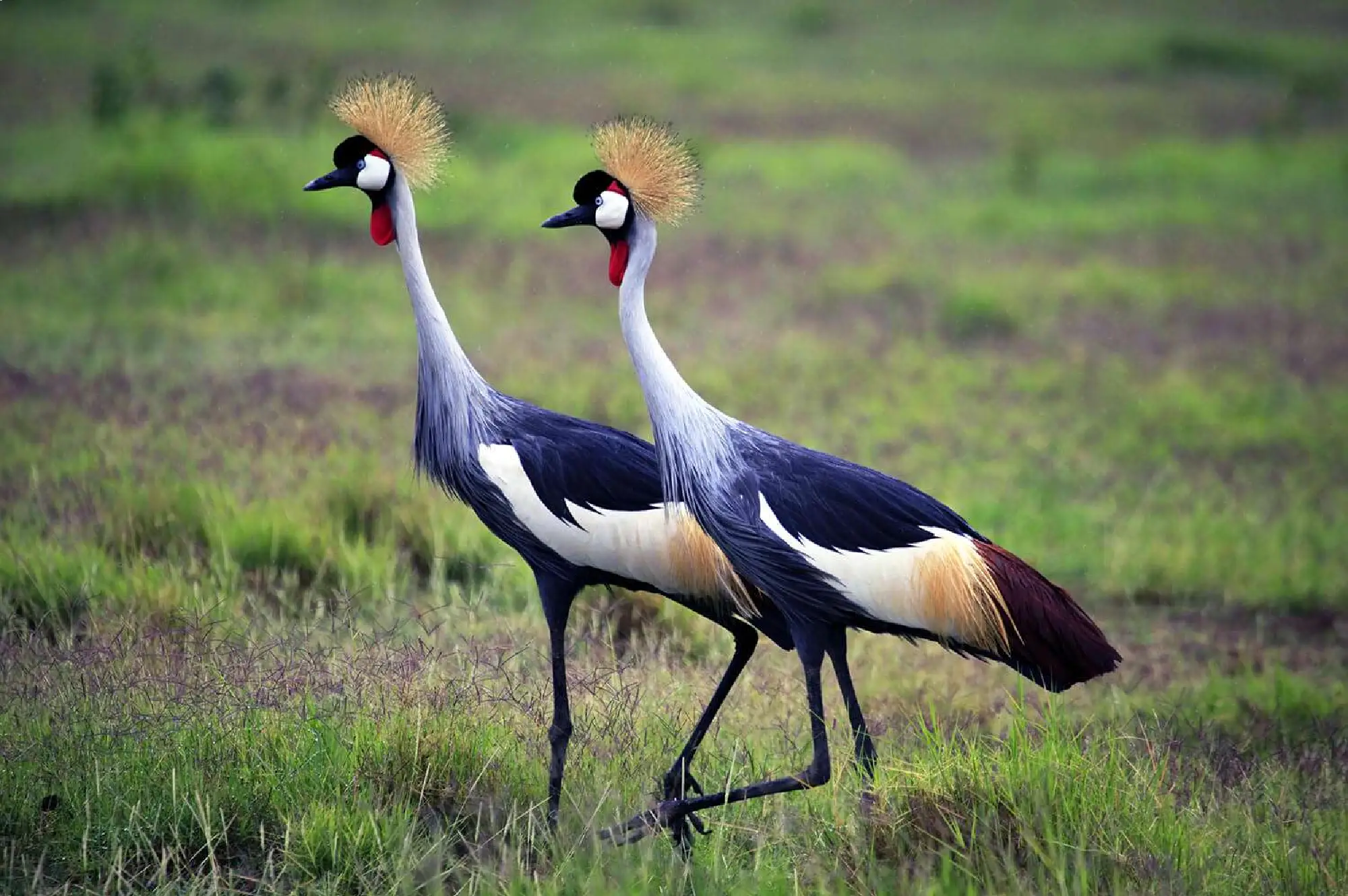 Amboseli National Park Attractions
