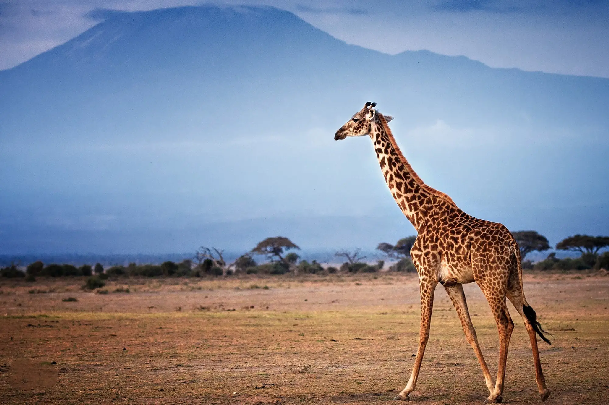Amboseli National Park Attractions