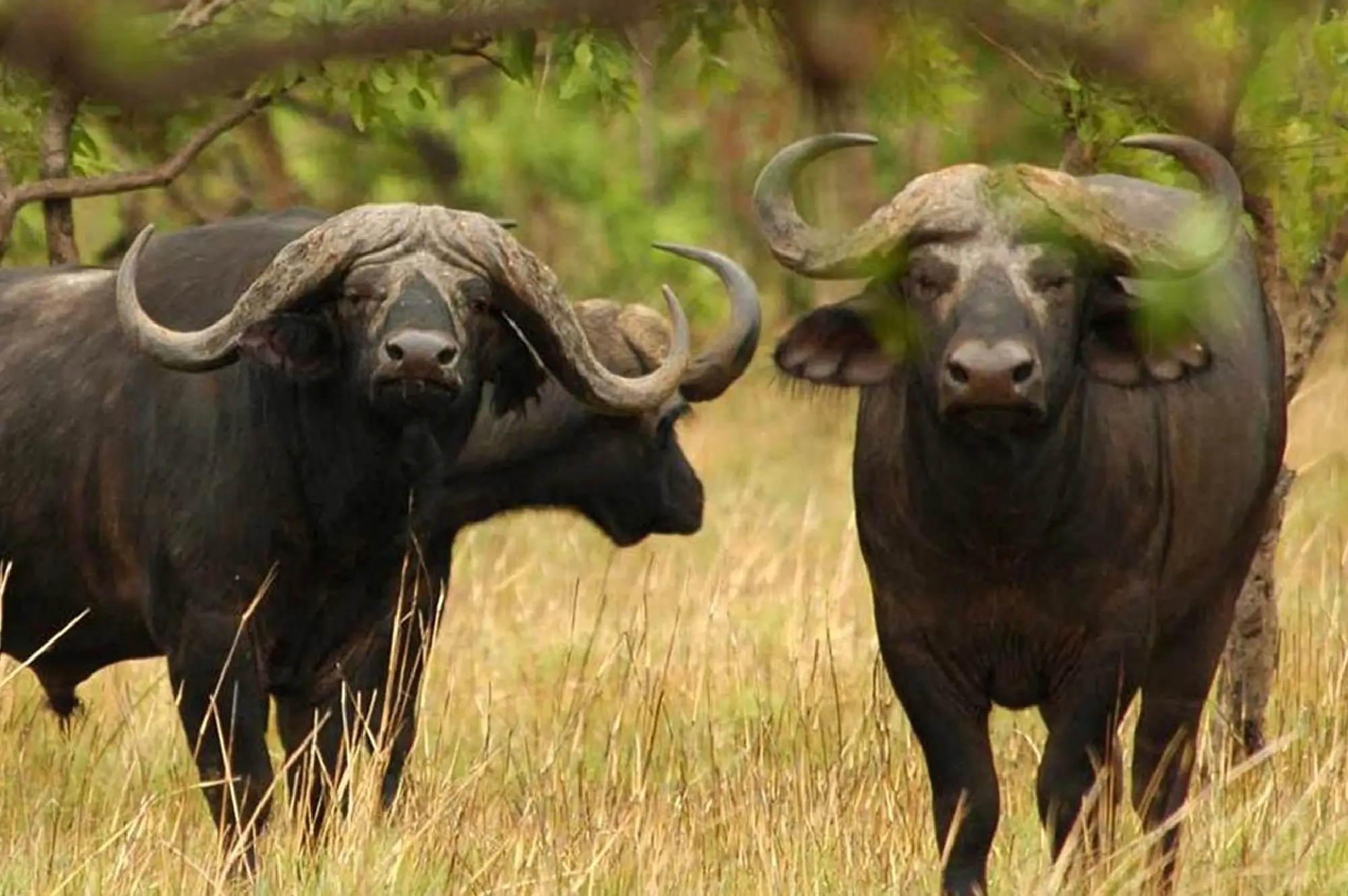 Arusha National Park Attractions