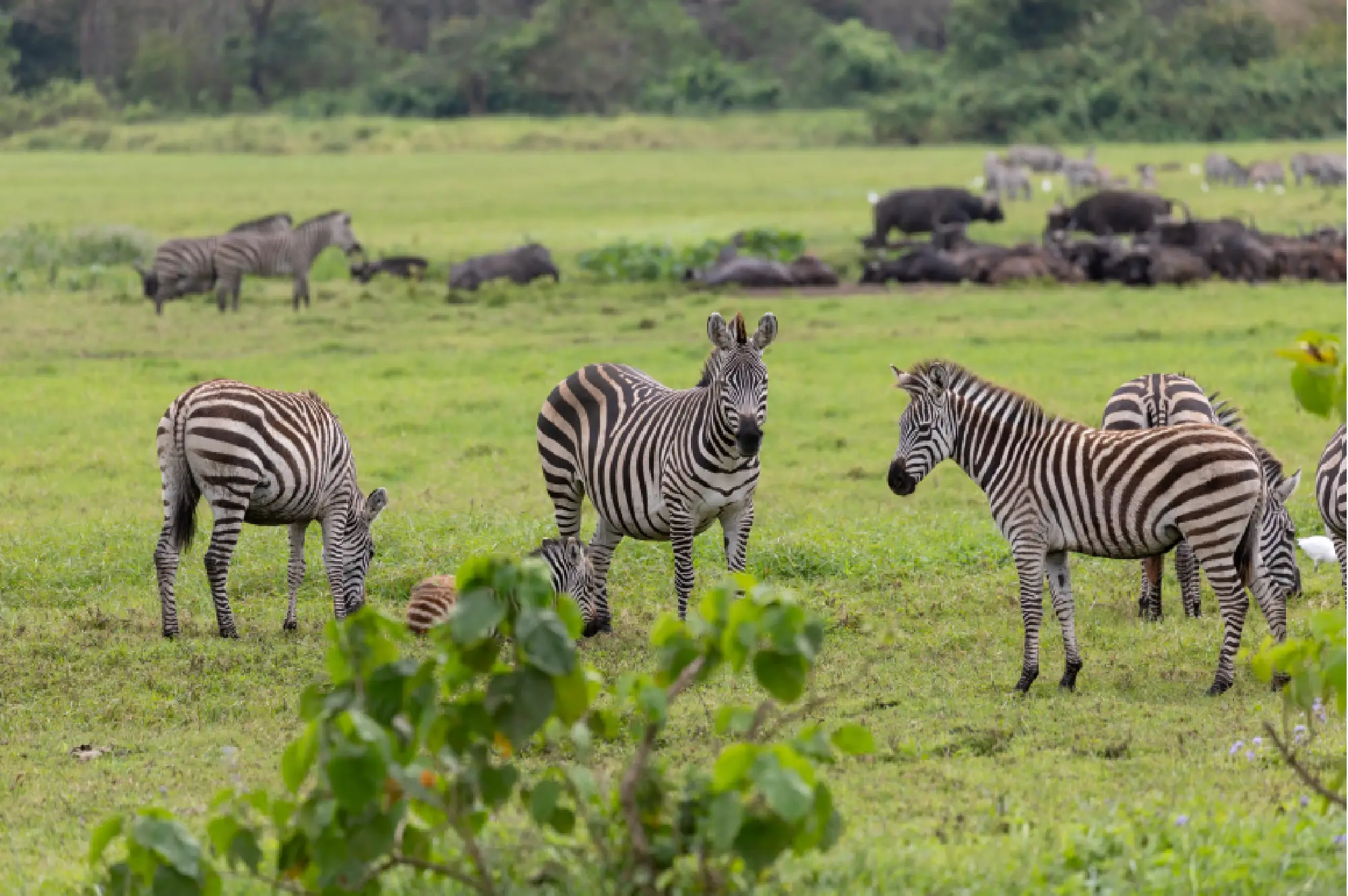 Arusha National Park Attractions