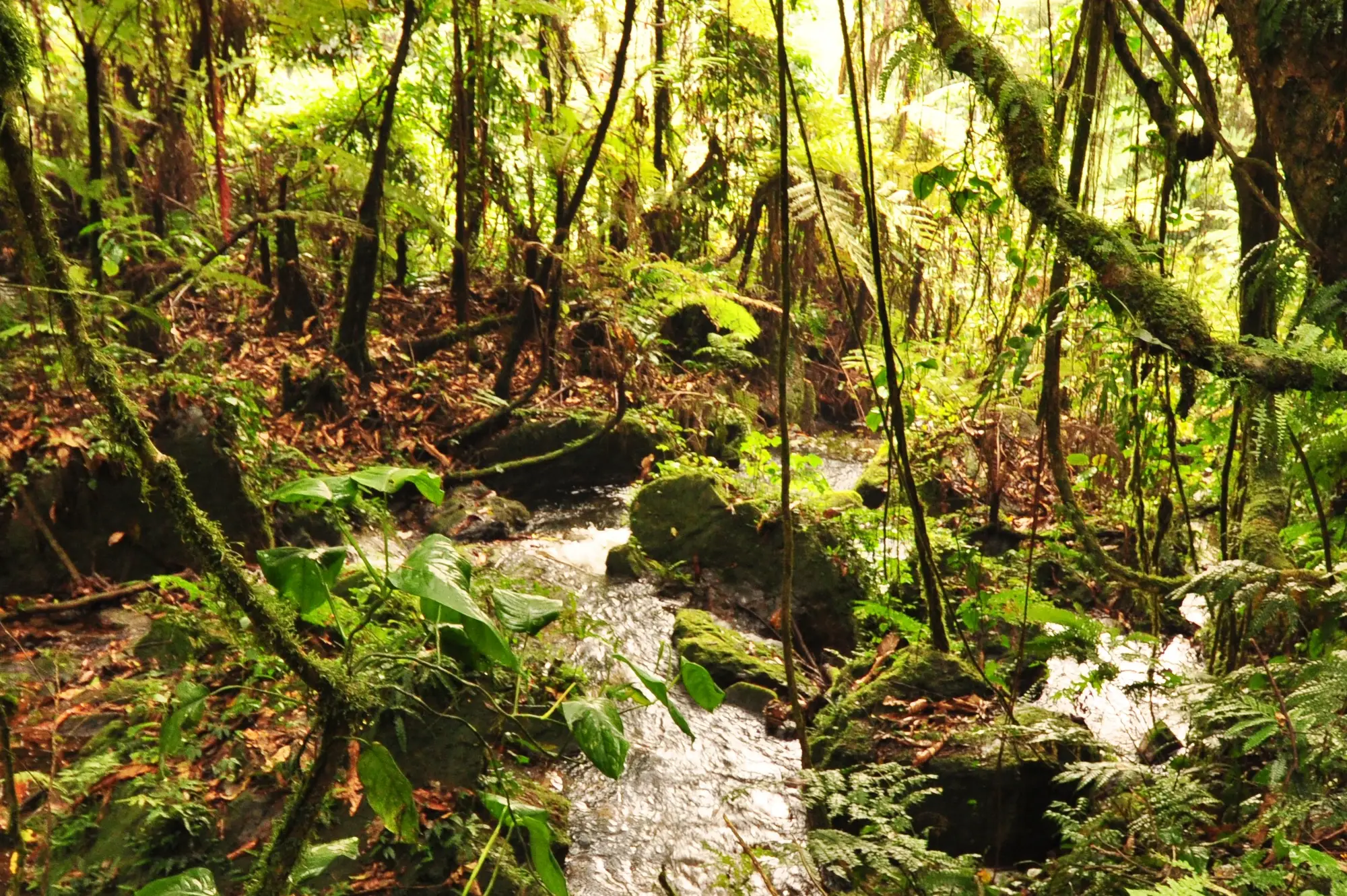 Bwindi Impenetrable National Park Attraction
