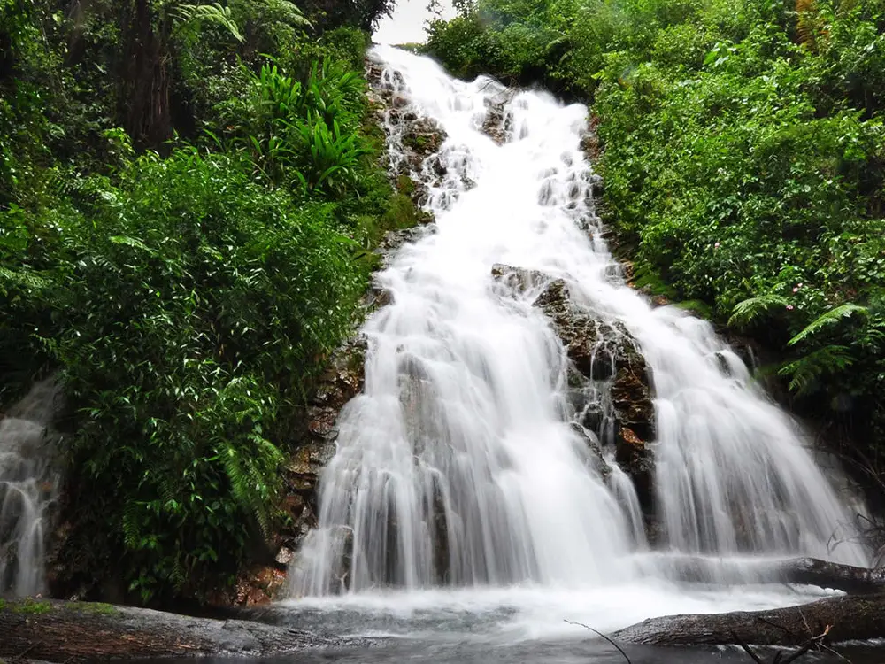 Bwindi Impenetrable National Park Attraction