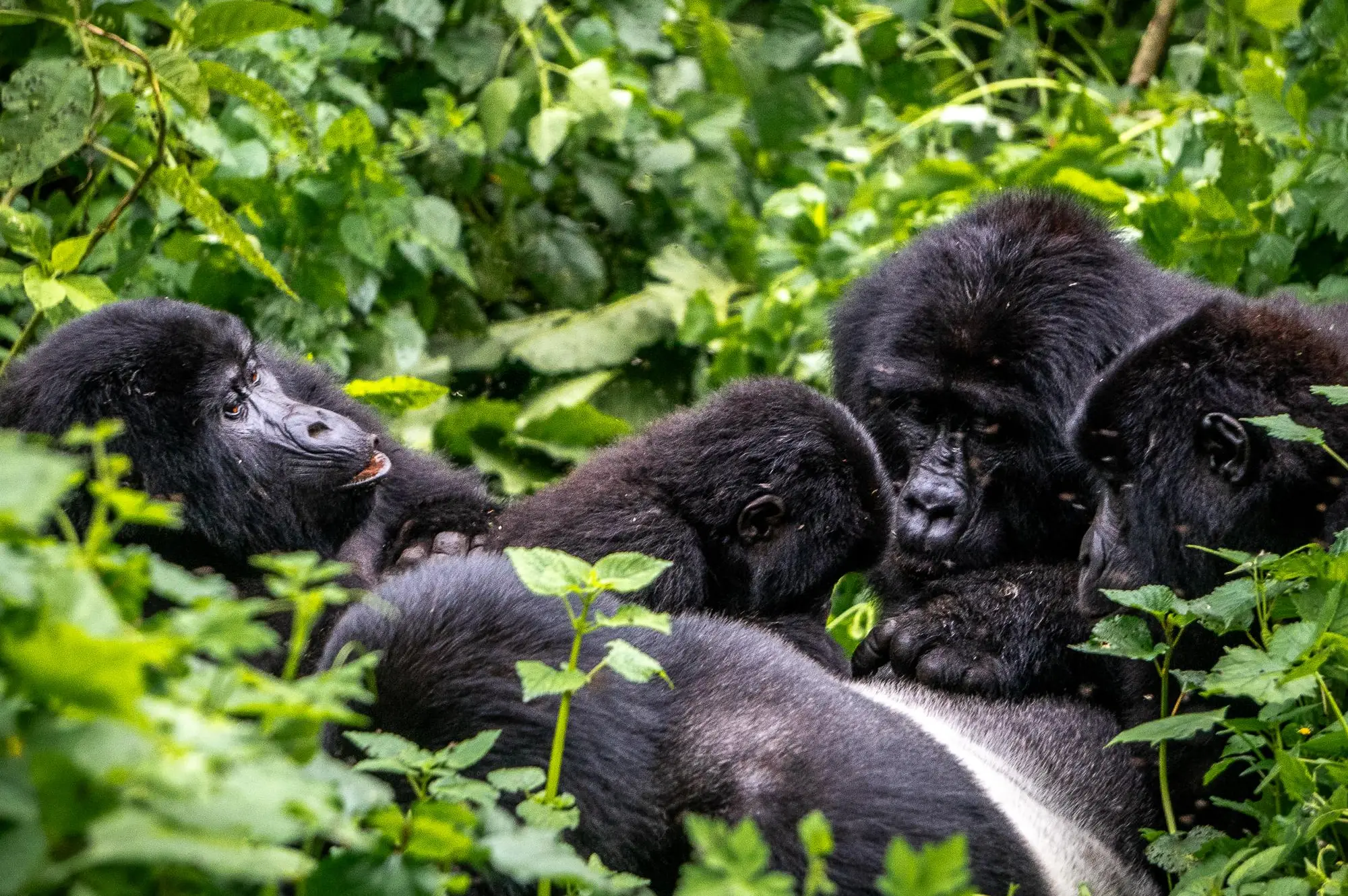 Bwindi Impenetrable National Park Attraction