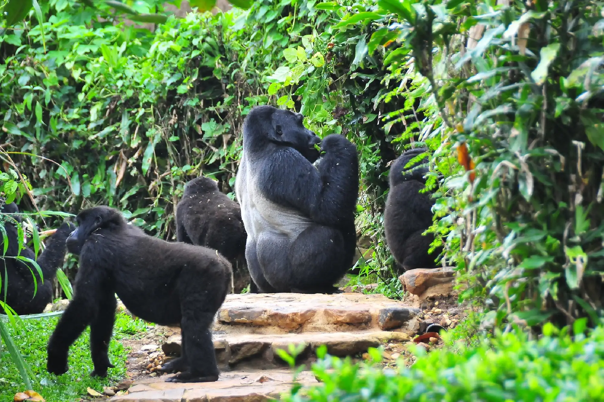 Bwindi Impenetrable National Park Attraction