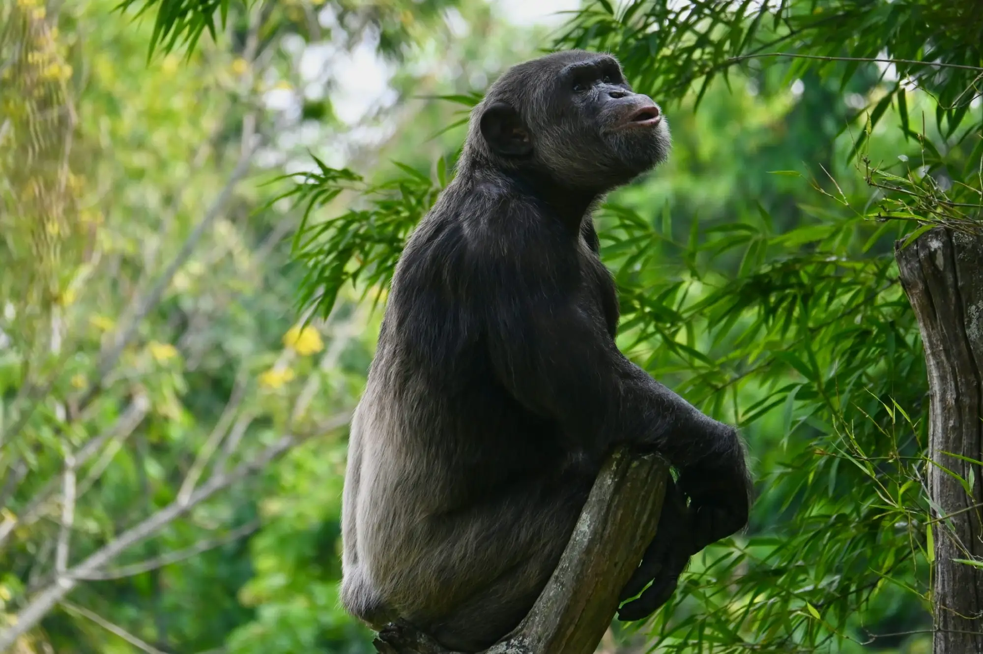 4 Days Chimpanzees and Crater Lakes Safari in Uganda Attraction