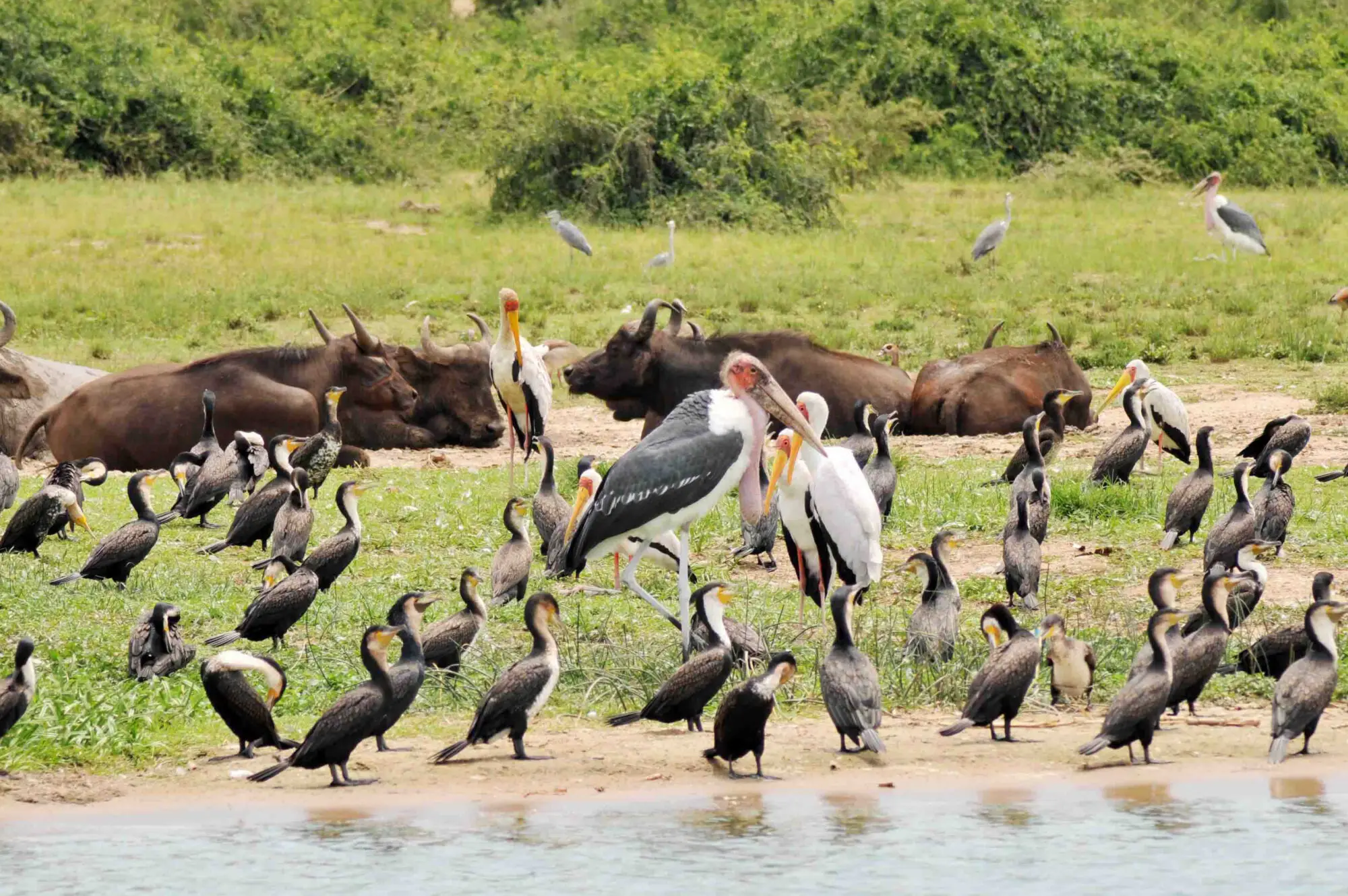 Kazinga Channel Attraction