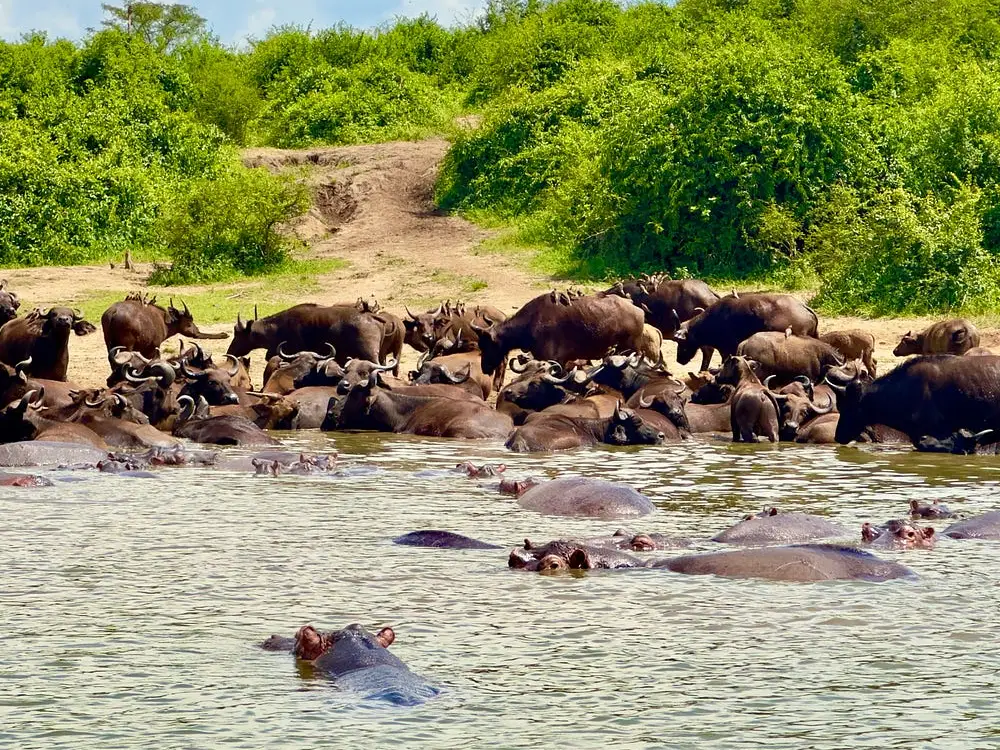 Kazinga Channel Attraction