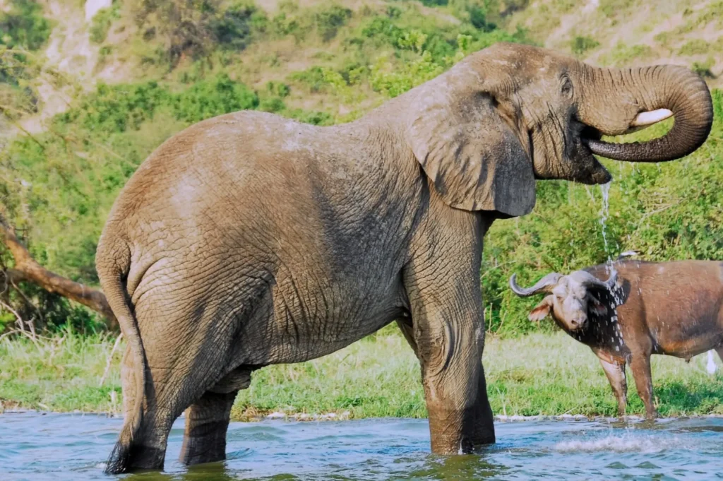 Lake Mburo vs Queen Elizabeth- elephants and buffalo along kazinga channel