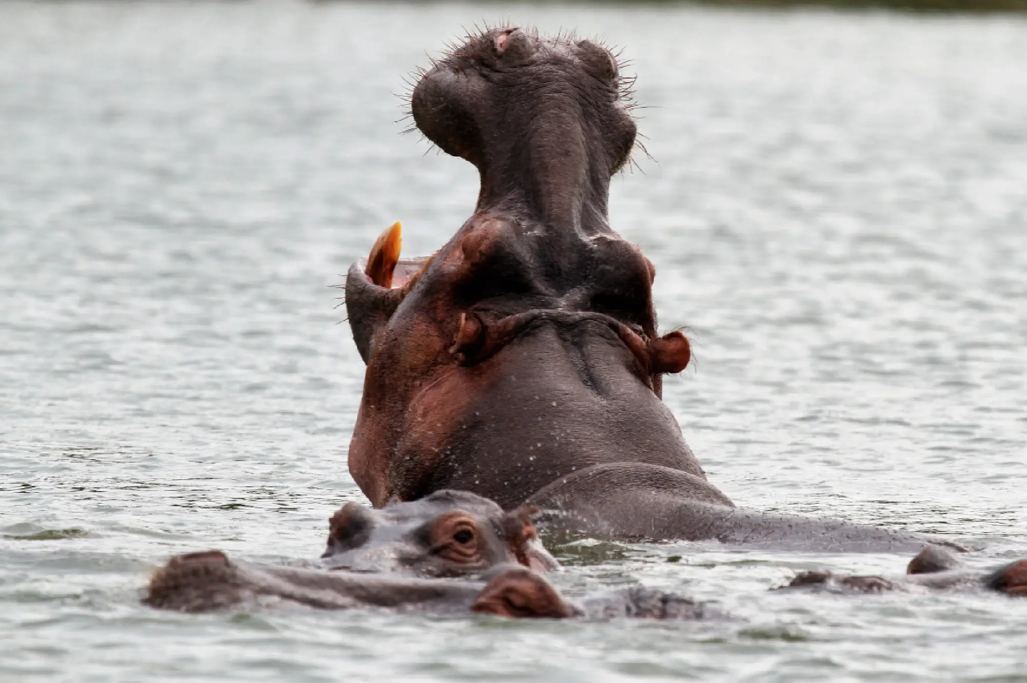 Kazinga Channel Attraction