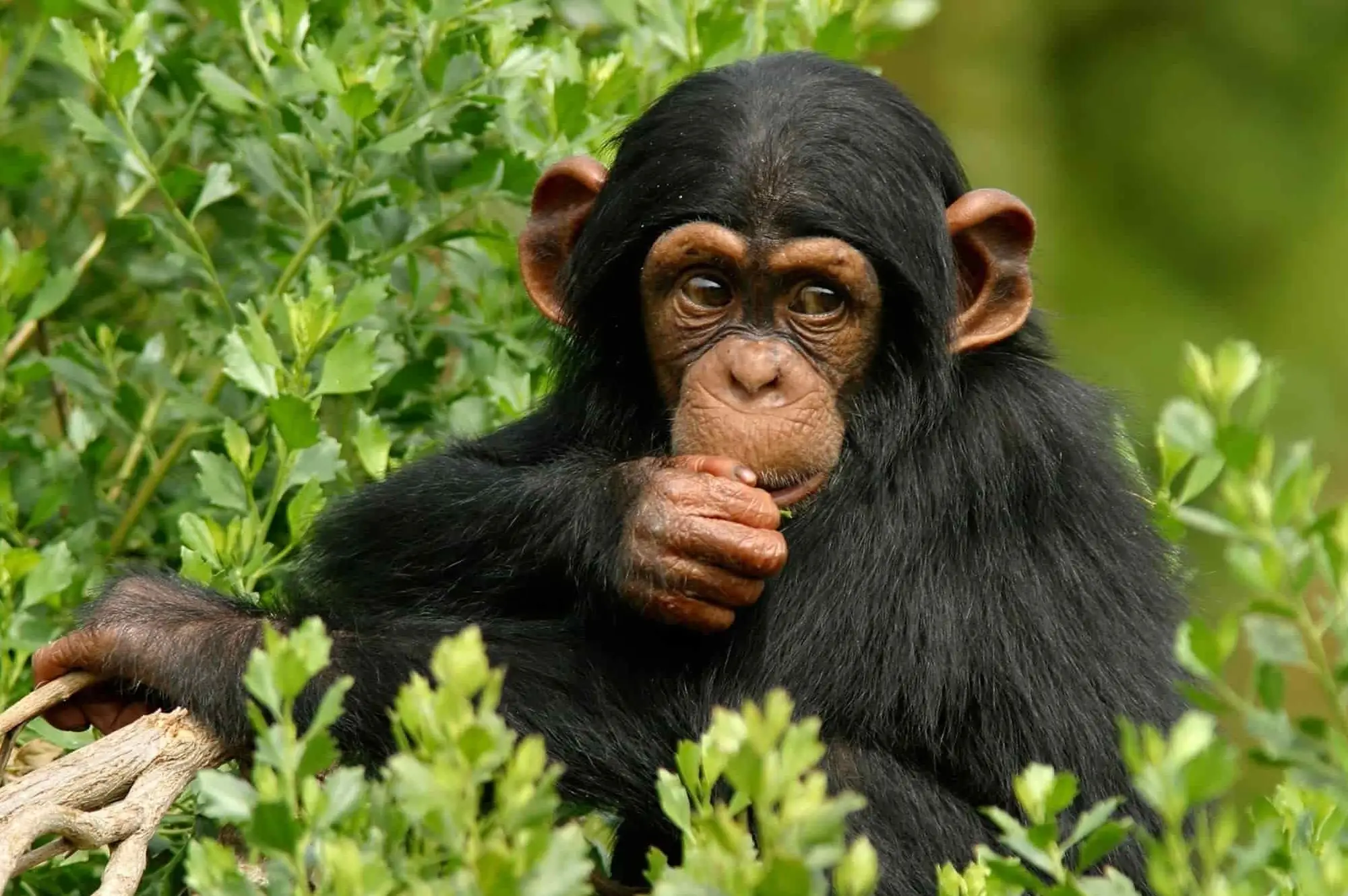 Kibale Forest National Park Attraction