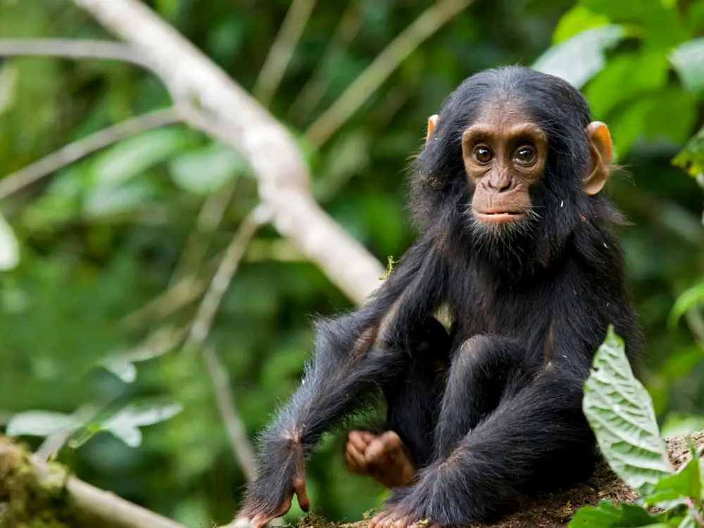 Kibale Forest National Park Attraction