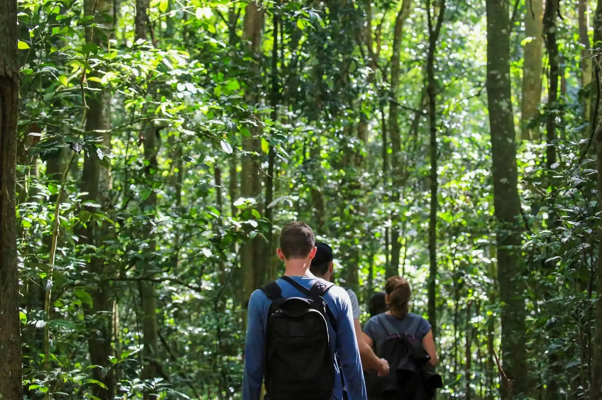Kibale Forest National Park Attraction