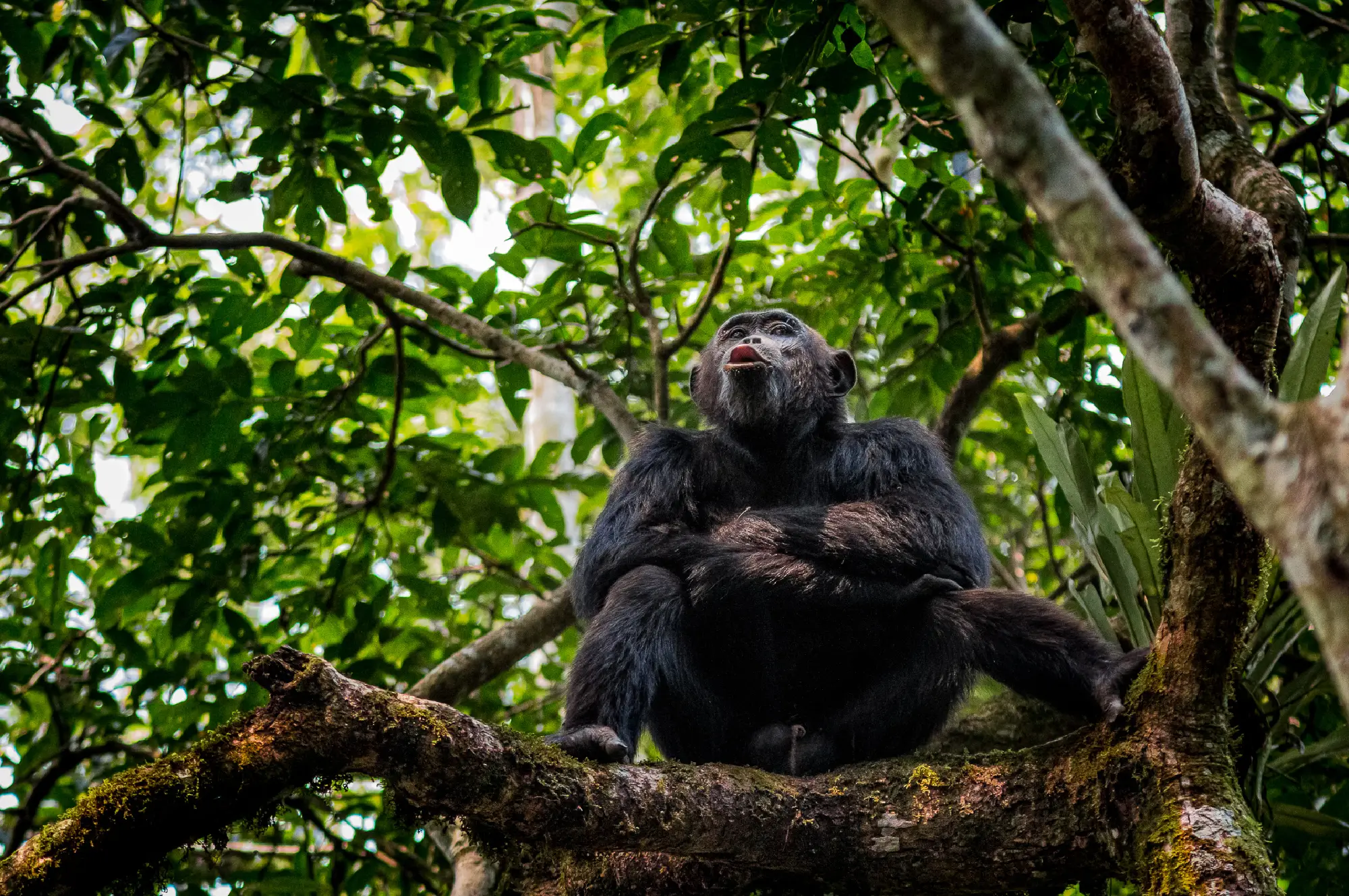 Kibale Forest National Park Attraction