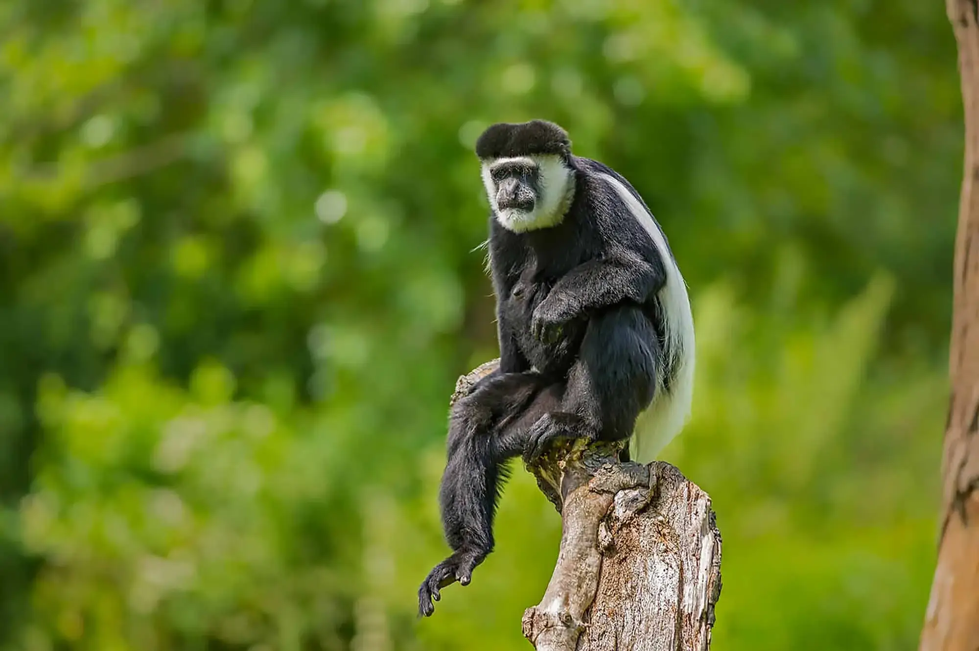 Kibale Forest National Park Attraction