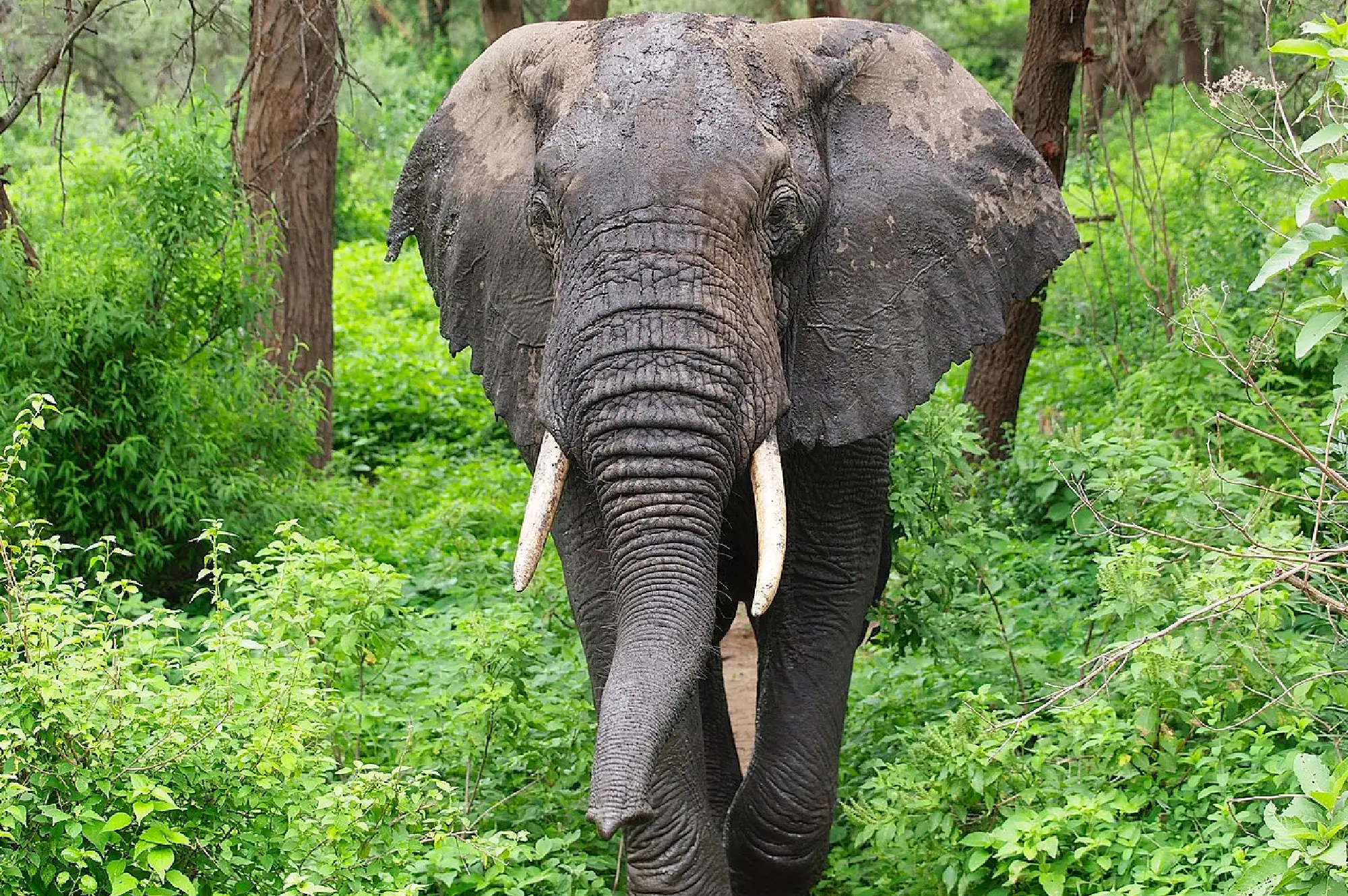 Lake Manyara National Park Attractions