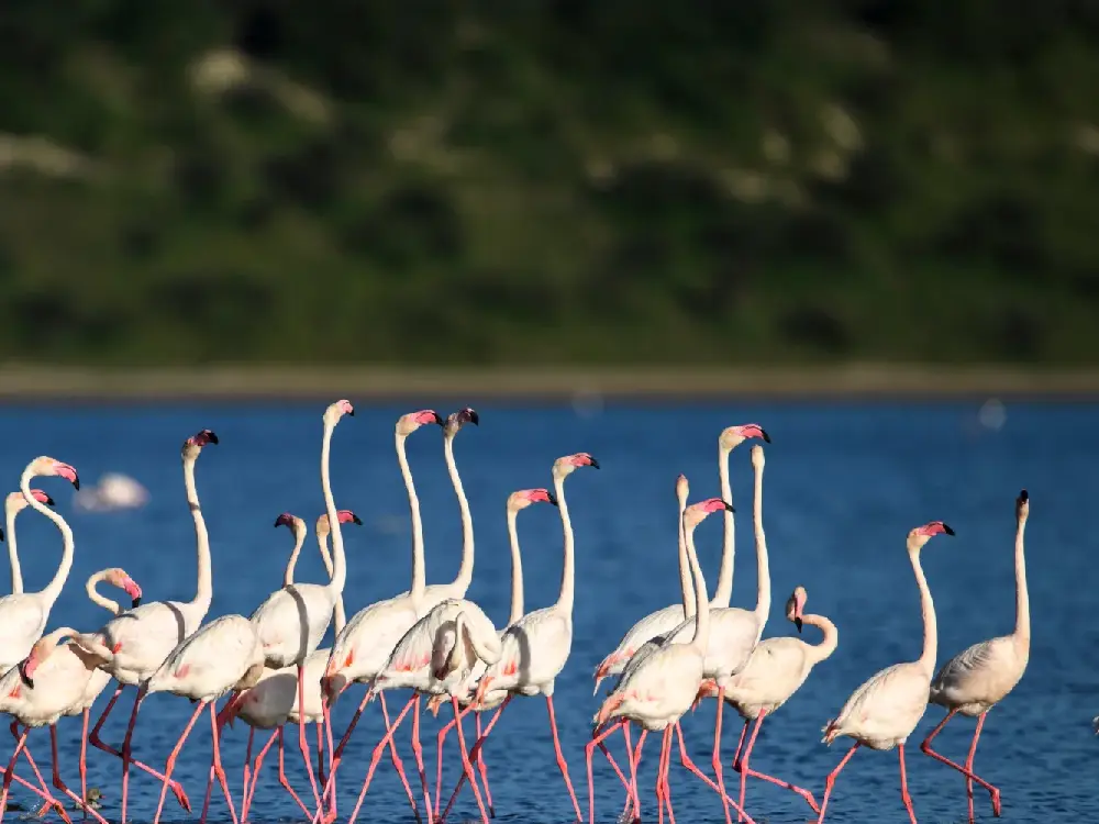 Lake Manyara National Park Attractions