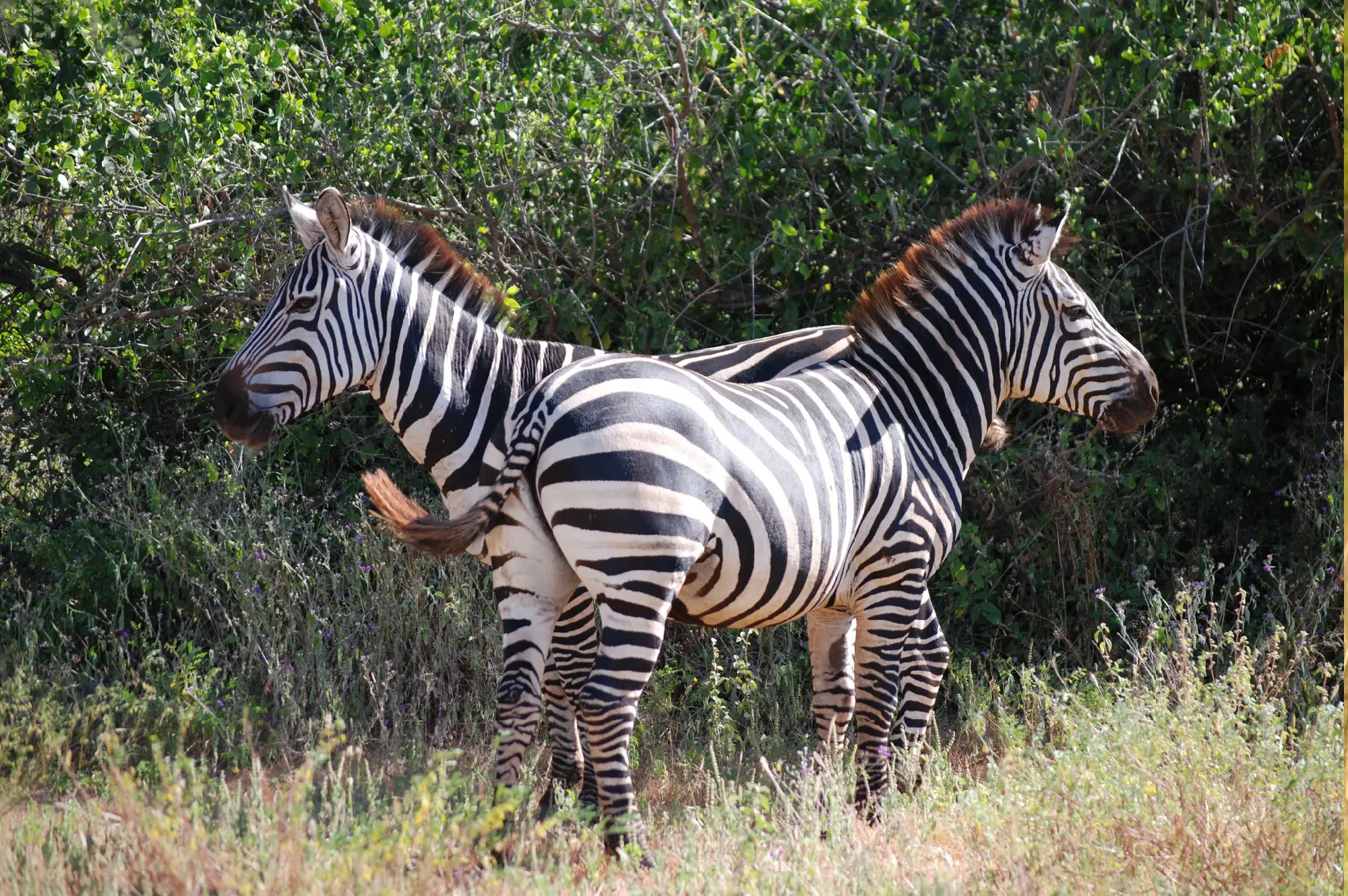 Lake Manyara National Park Attractions