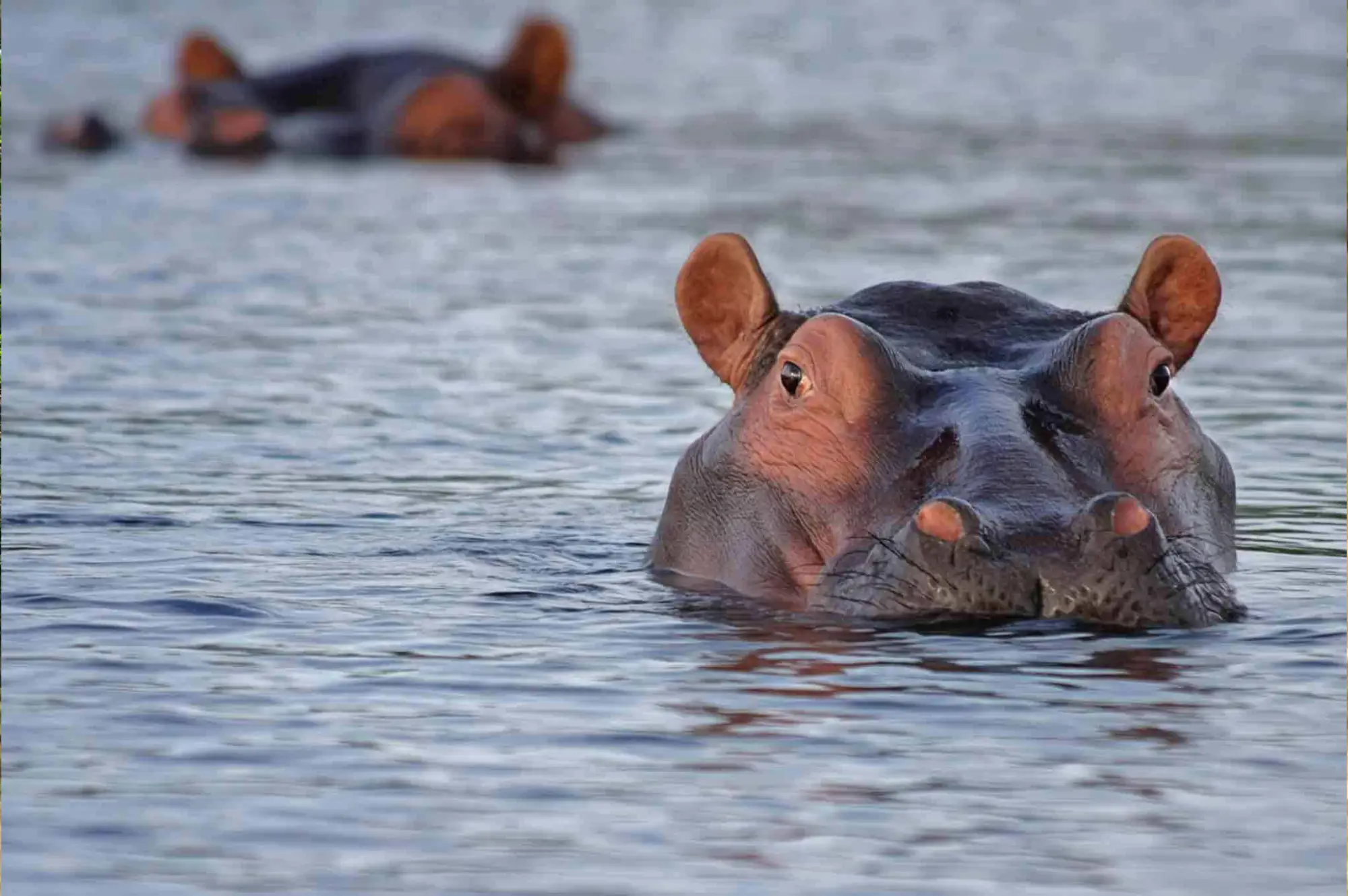 Lake Manyara National Park Attractions