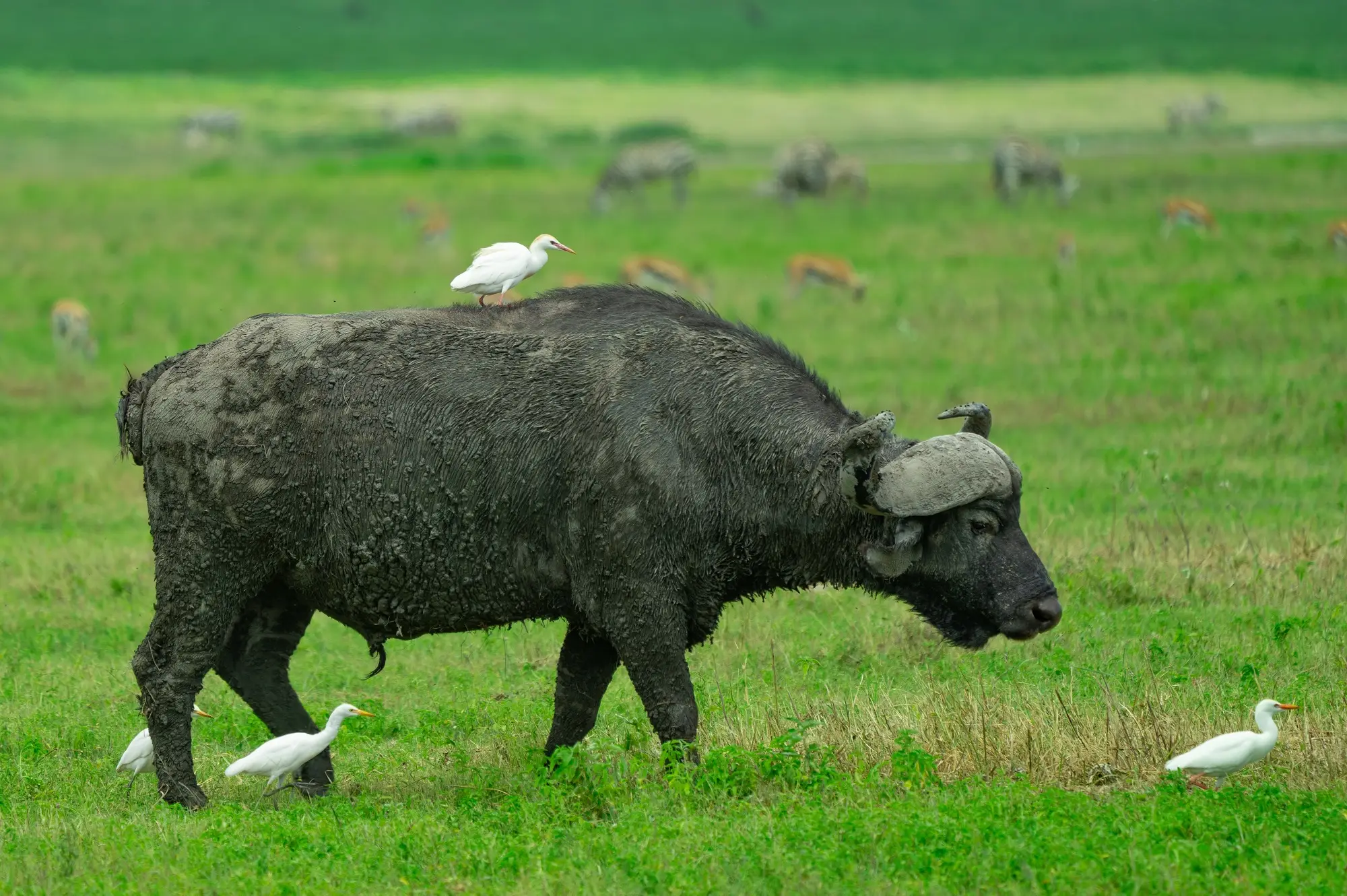 Lake Manyara National Park Attractions