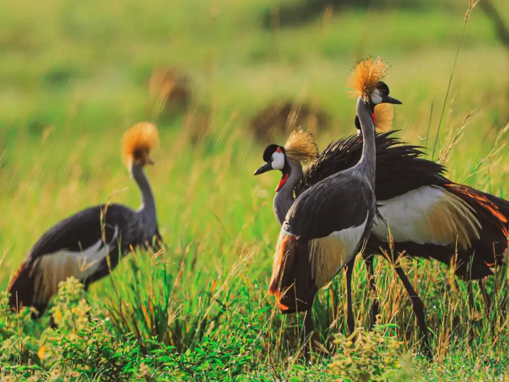 Lake Mburo National Park Attraction