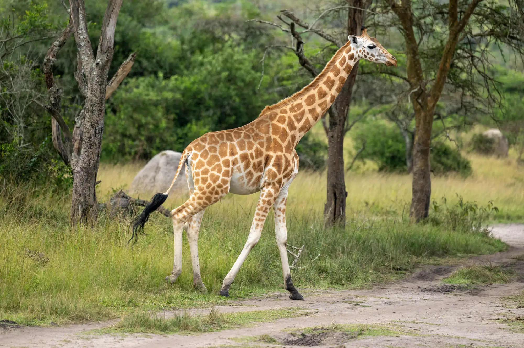 Lake Mburo National Park Attraction