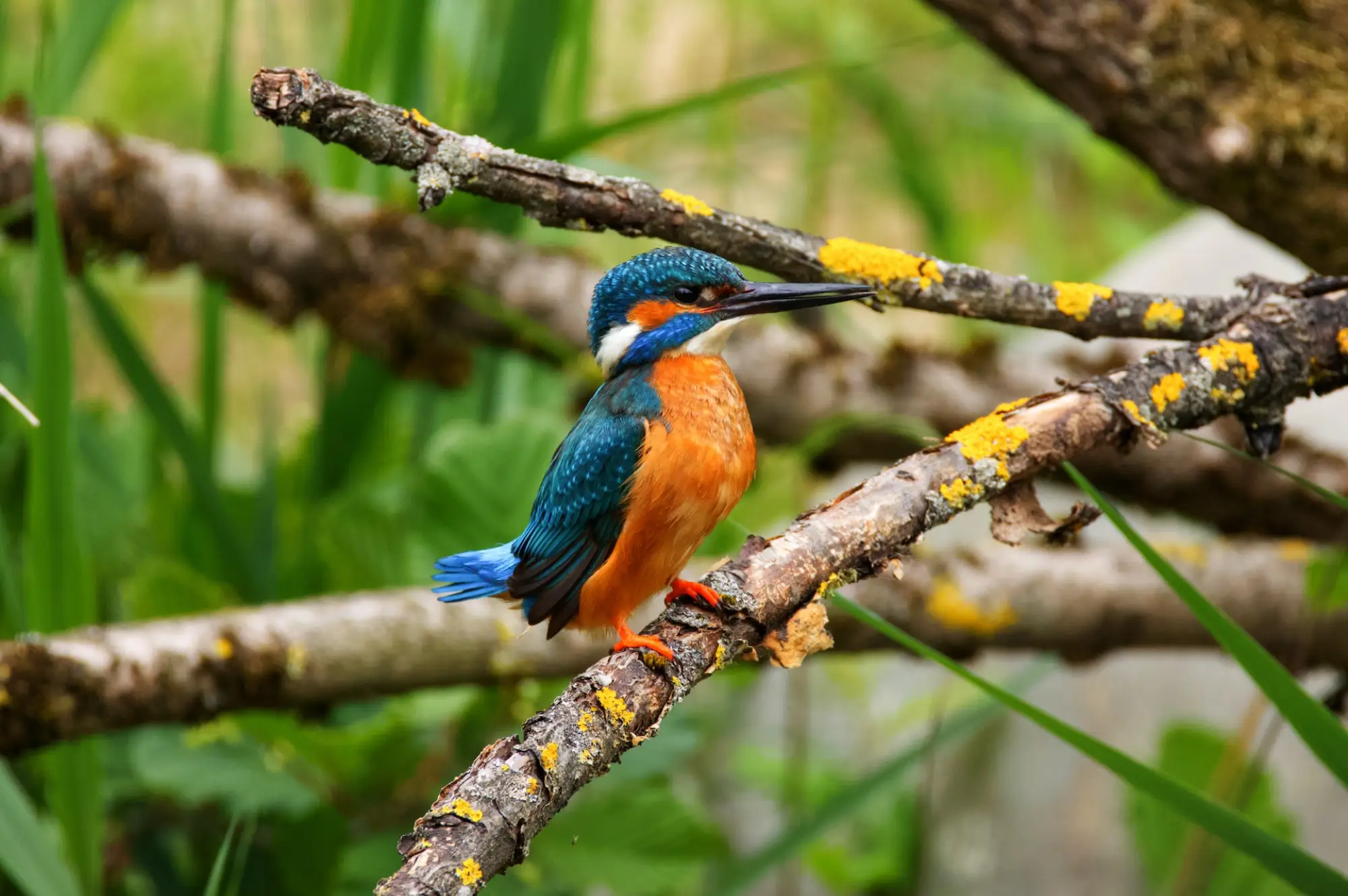 Lake Mburo National Park Attraction